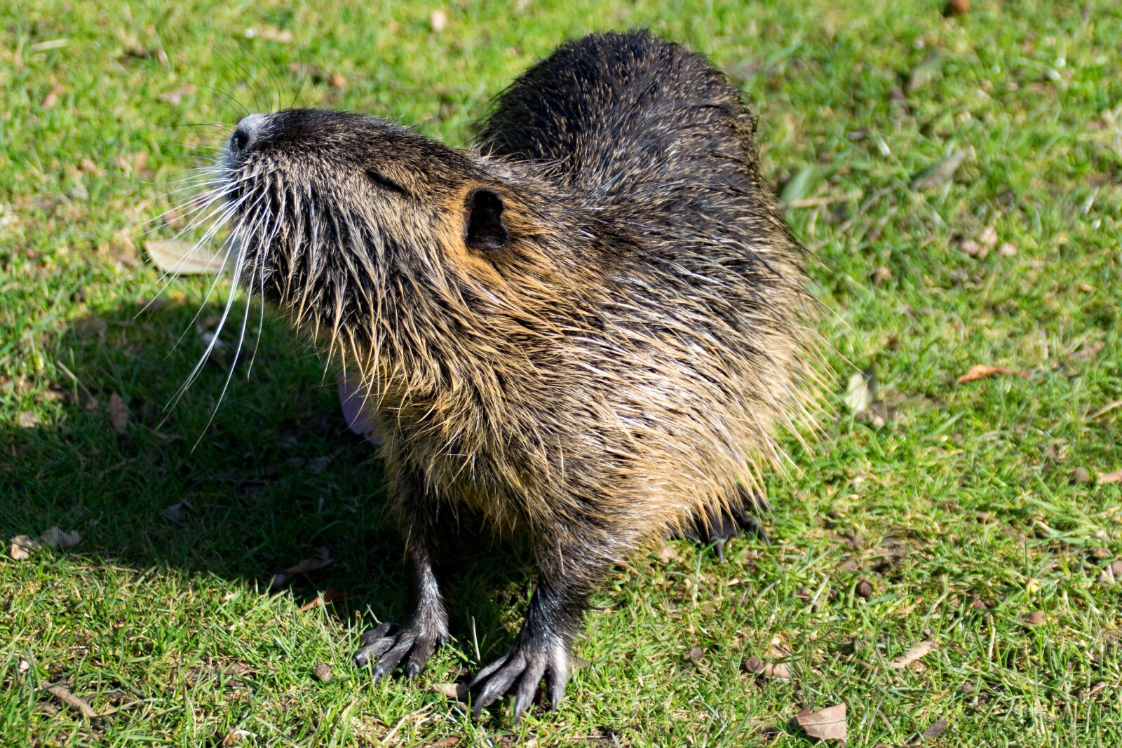 Nikon D5300 sample photo. Rodent, ondatra zibethicus, creature photography