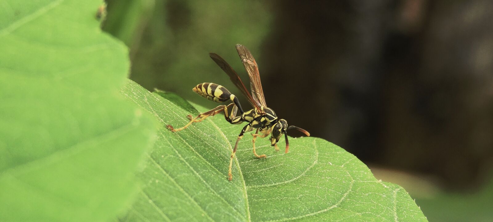 Nikon Coolpix B700 sample photo. Garden, insect, wasp photography