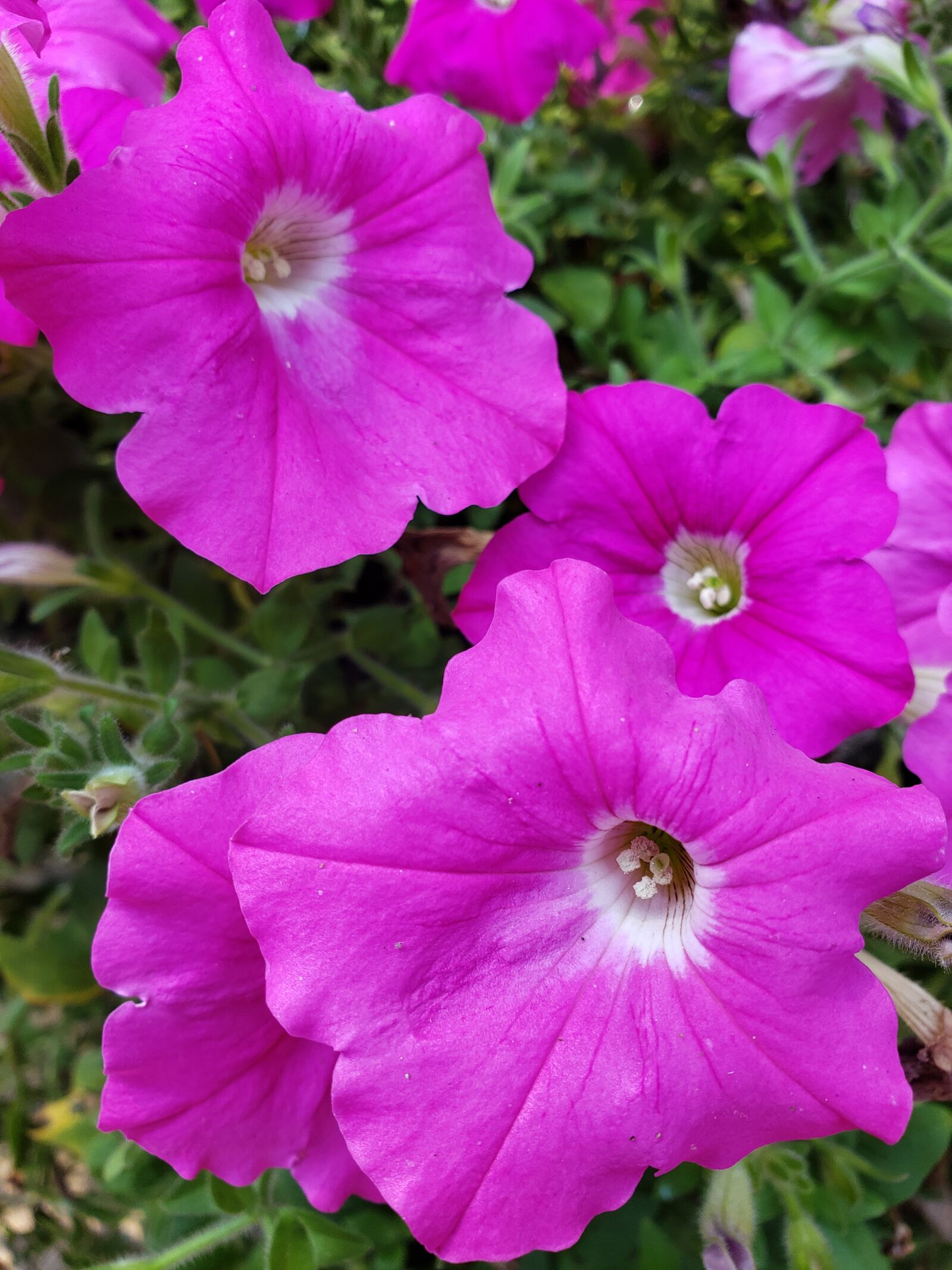 Samsung Galaxy Note9 sample photo. Petunias, pink, petunia blossoms photography
