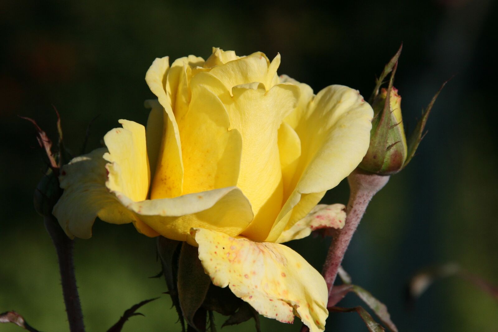 Canon EOS 30D sample photo. Rose, yellow, blossom photography