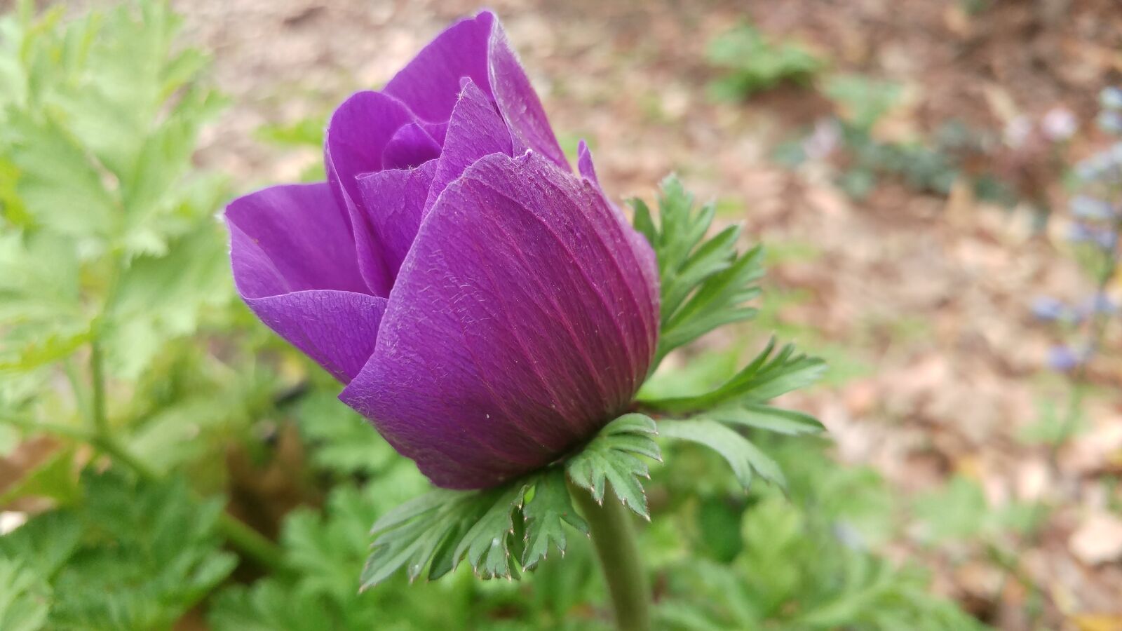 LG G5 sample photo. Nature, flower, flora photography