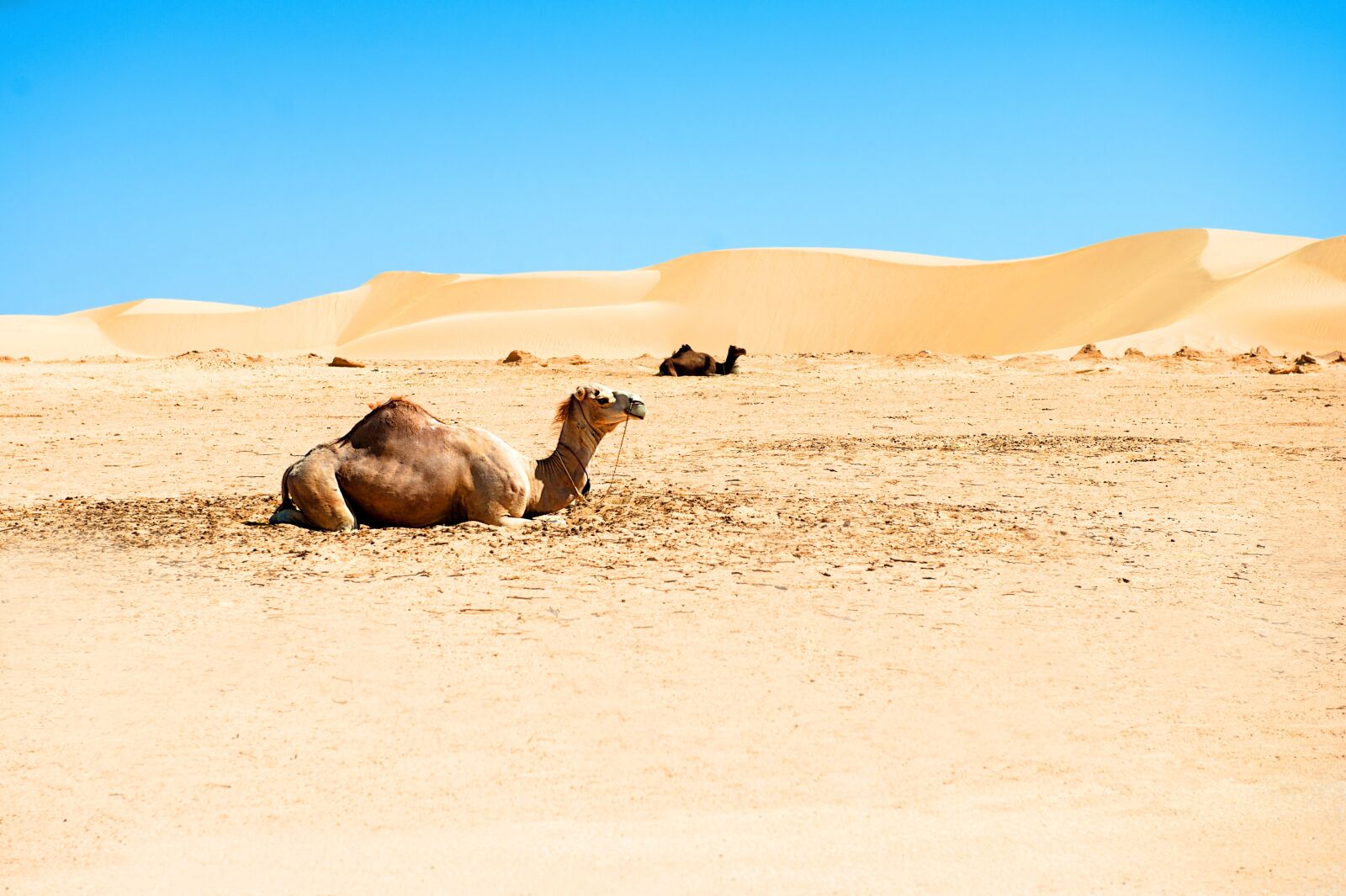 Nikon D700 sample photo. Desert, sahara, tourism photography