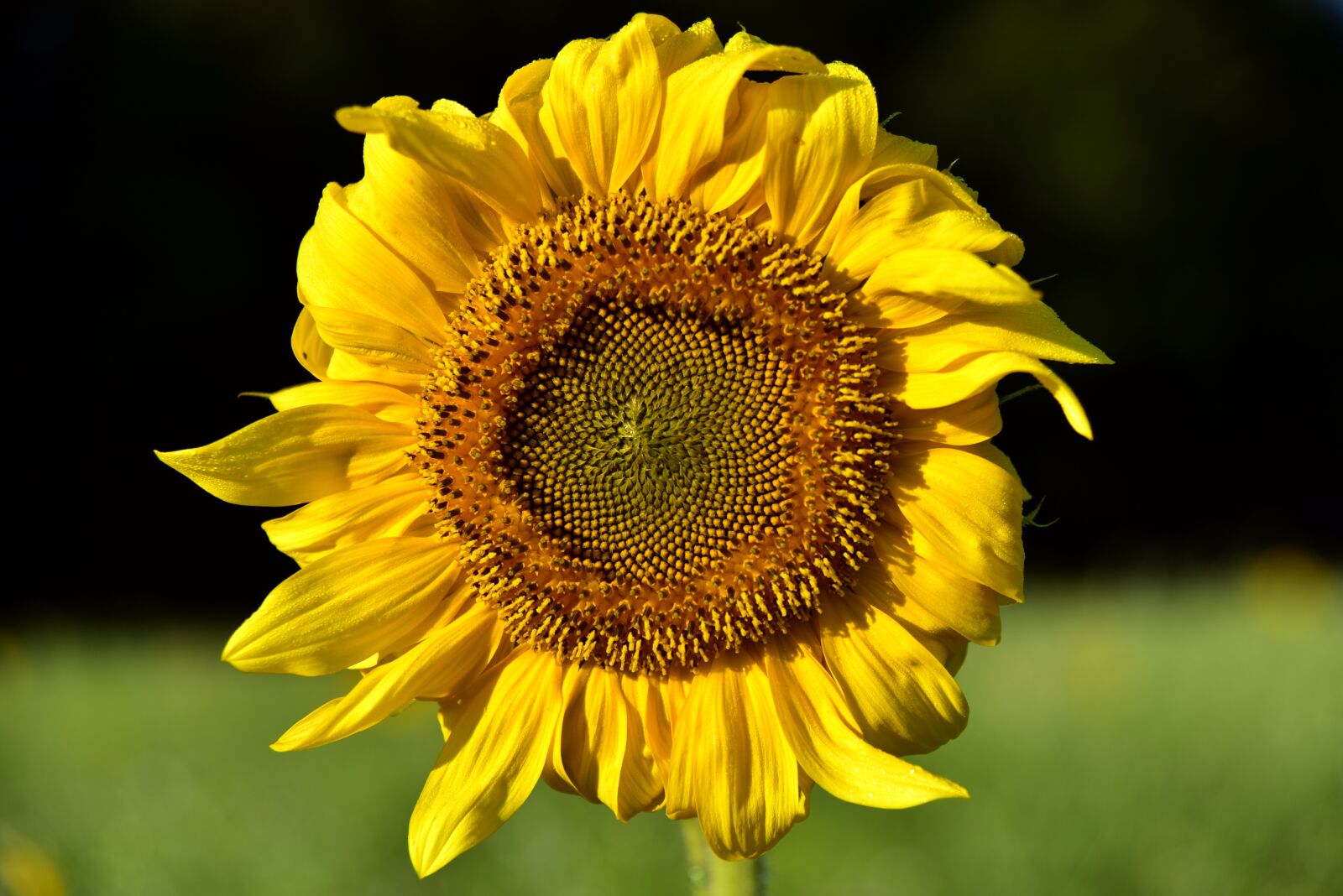 Nikon D750 sample photo. Sunflower, round, yellow photography