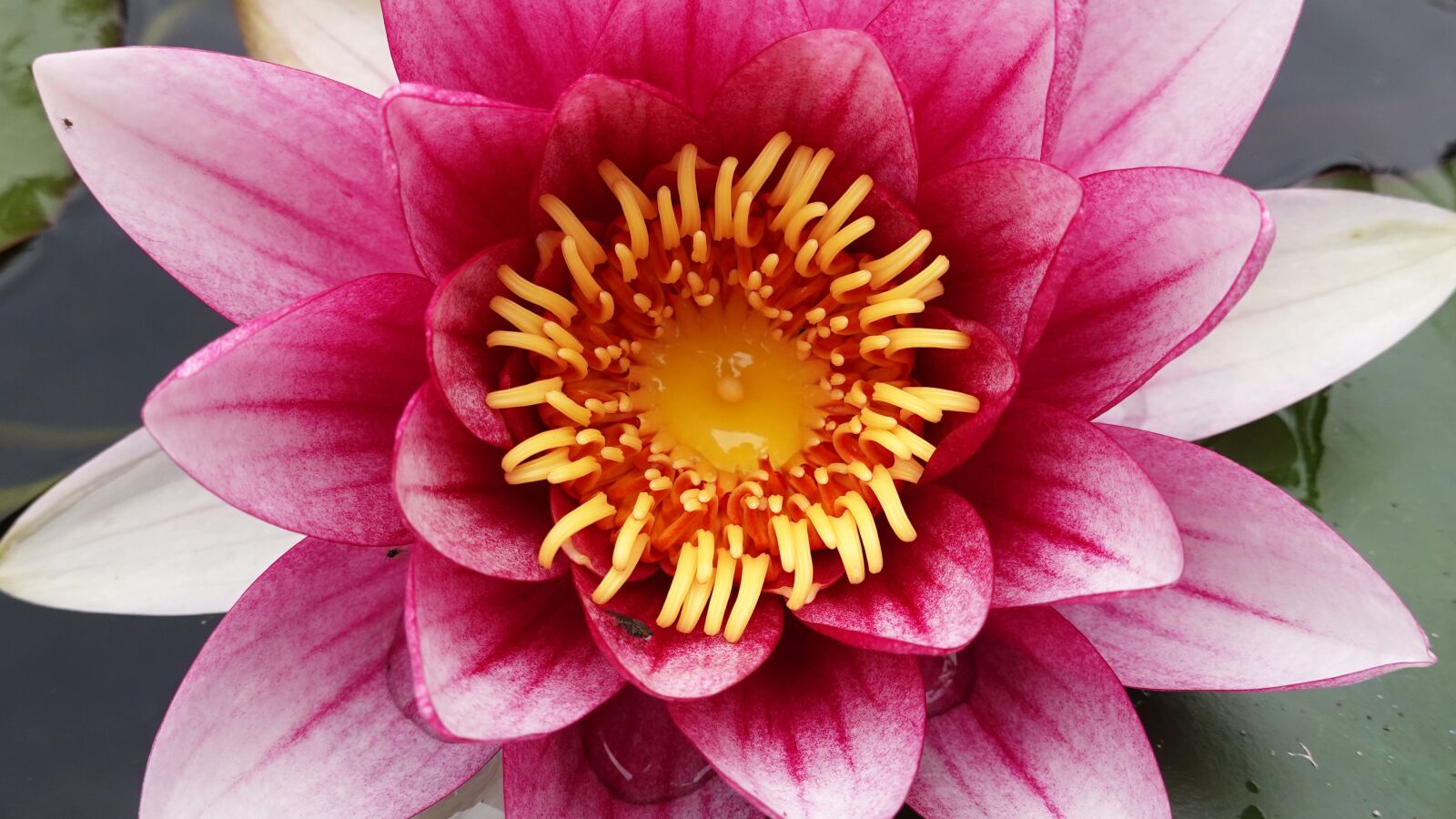 Sony Cyber-shot DSC-RX100 VI sample photo. Water lily, pond, water photography