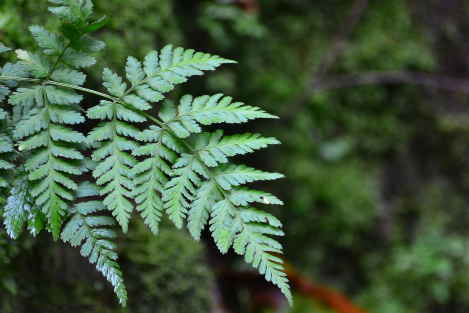 Nikon D3100 sample photo. Fern, forest, close up photography