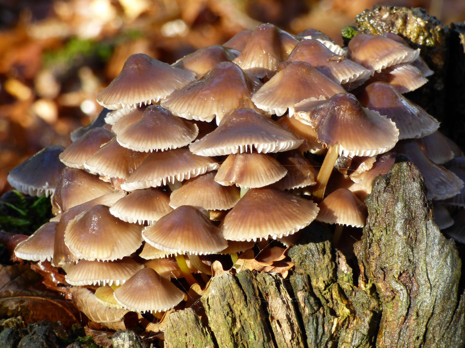 Panasonic DMC-FZ72 sample photo. Fall, mushrooms, strain photography