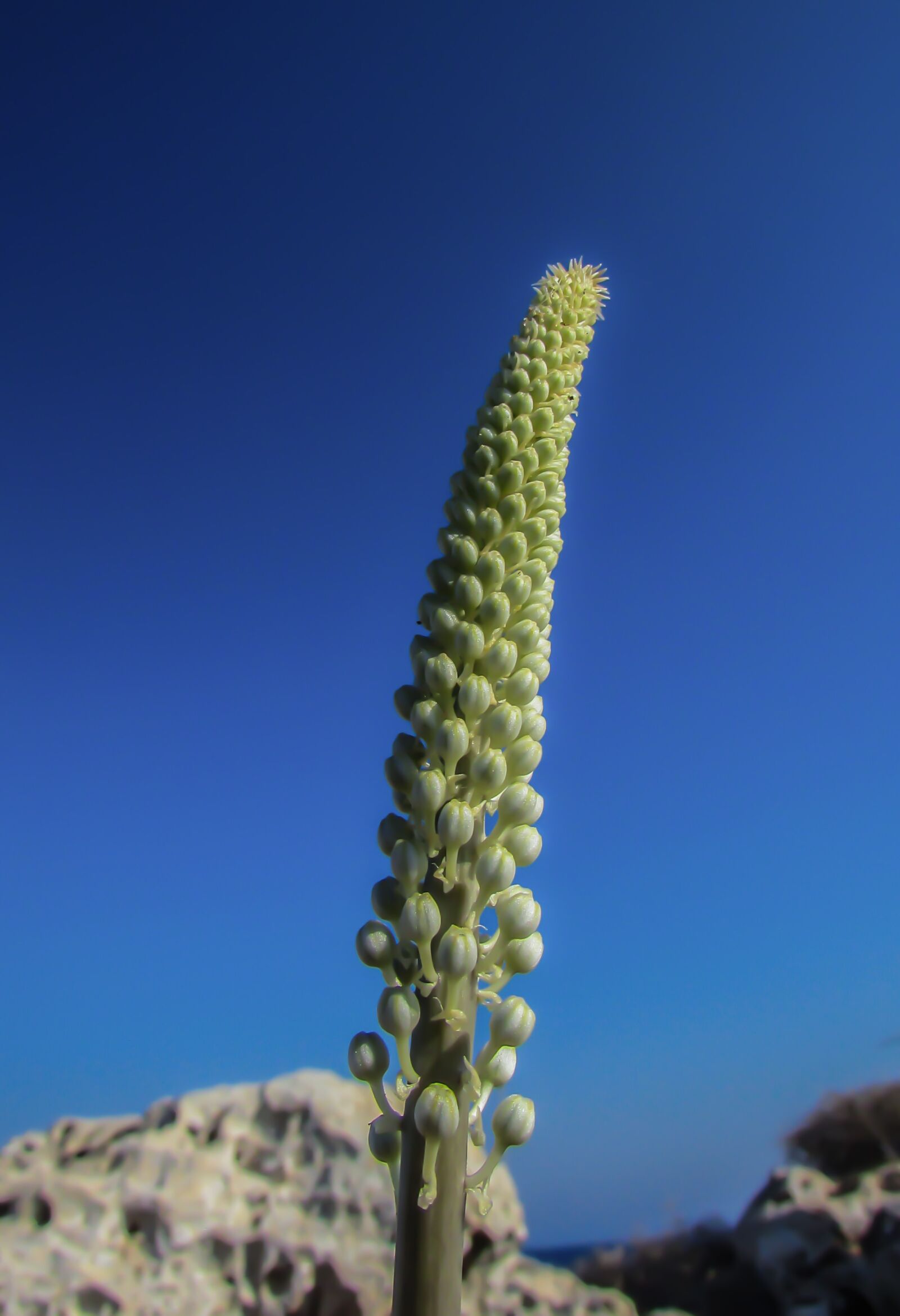 Canon PowerShot SX400 IS sample photo. Plant, blooming, flower photography