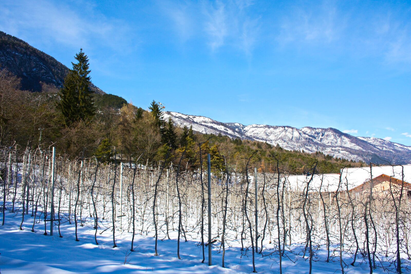 Canon EOS 1000D (EOS Digital Rebel XS / EOS Kiss F) sample photo. Snow, nature, winter photography