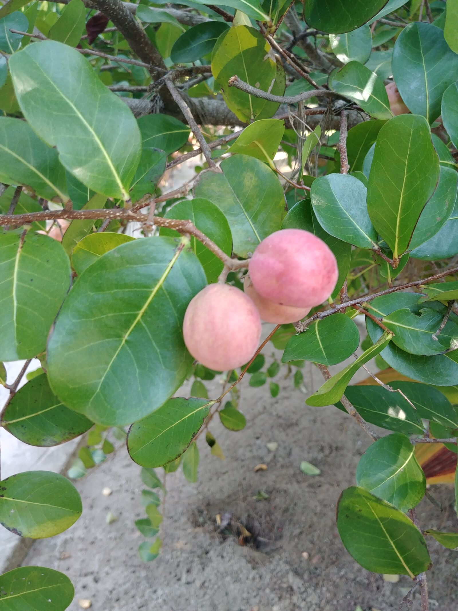 LG G6 sample photo. Icacos, arbol, planta photography