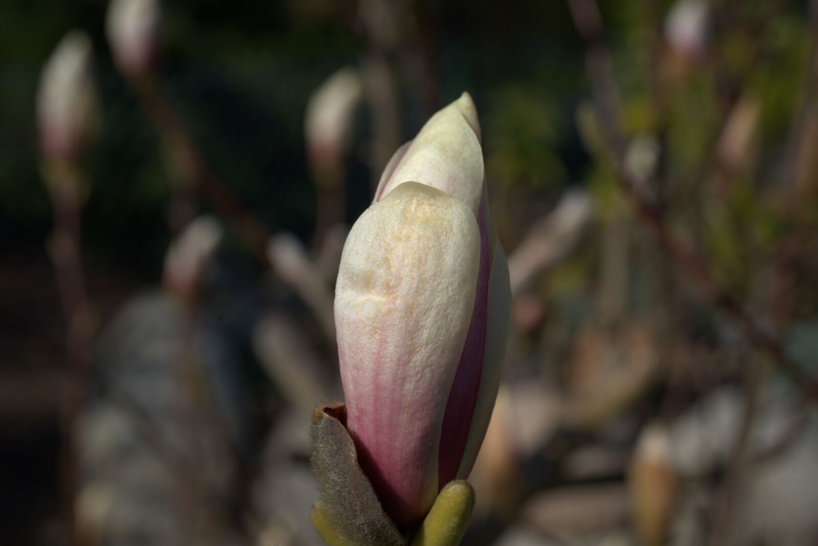 Sony FE 50mm F2.8 Macro sample photo. Magnolia, blossom, bloom photography