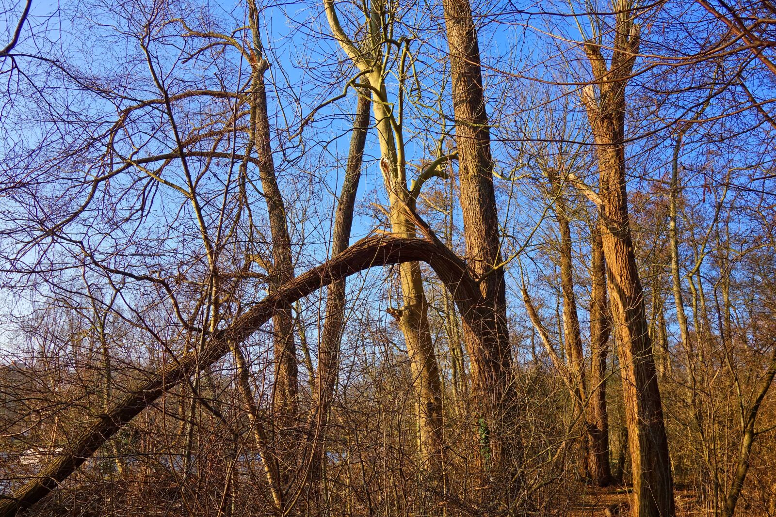 Sony Cyber-shot DSC-RX100 sample photo. Forest, wood, tree photography