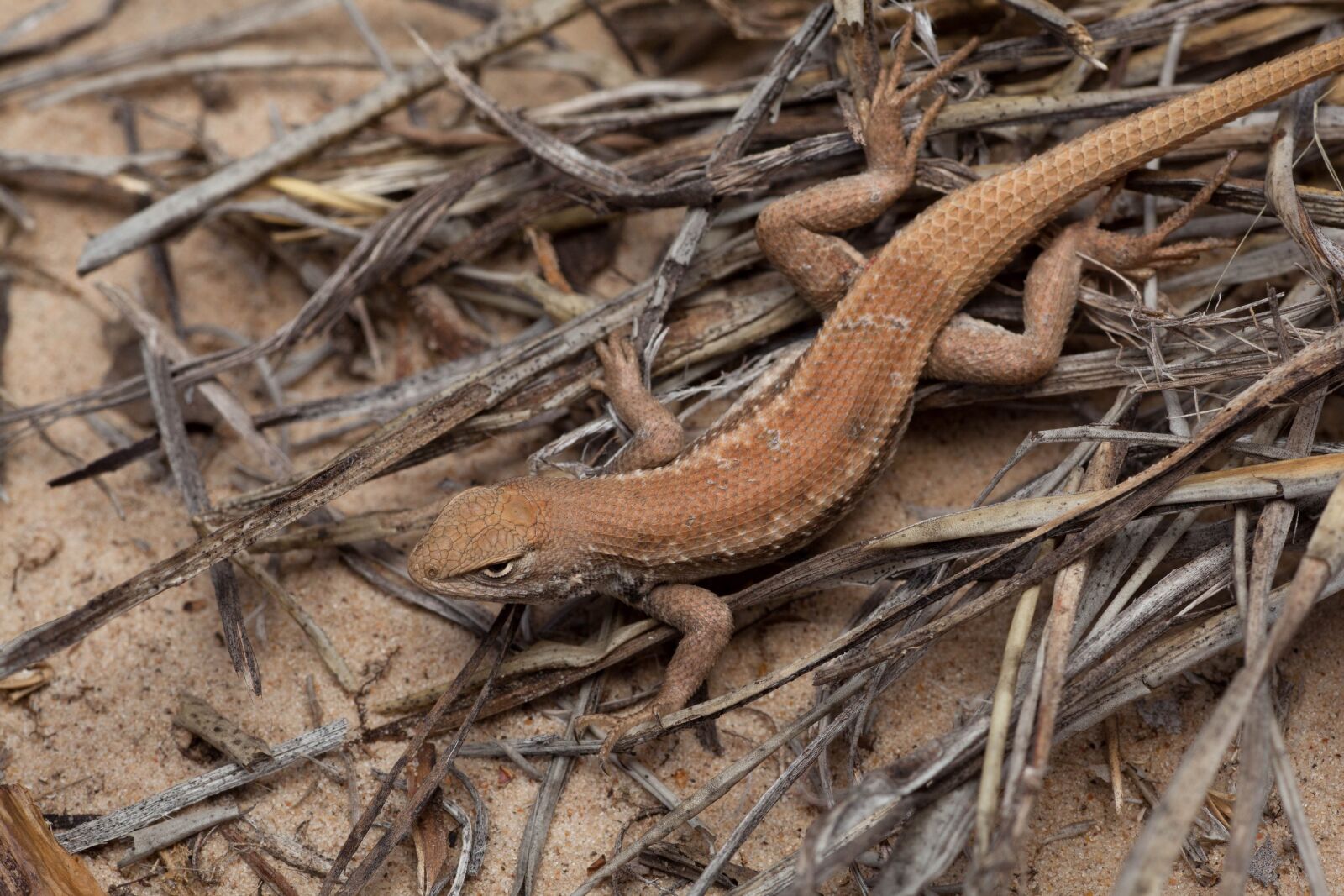 Canon EOS 5D Mark II sample photo. Lizard, small, light, brown photography