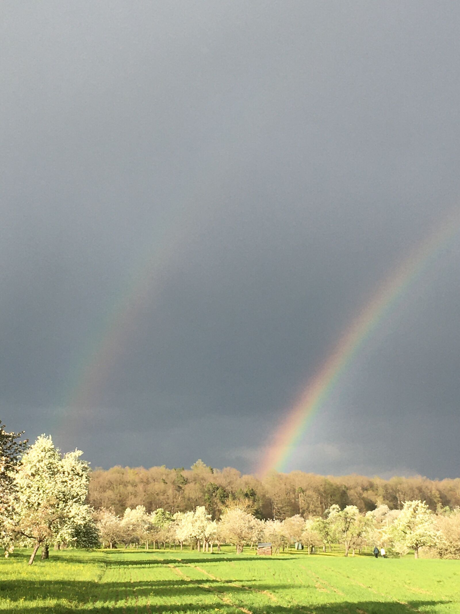 iPhone SE back camera 4.15mm f/2.2 sample photo. Rainbows, spring, flowers trees photography