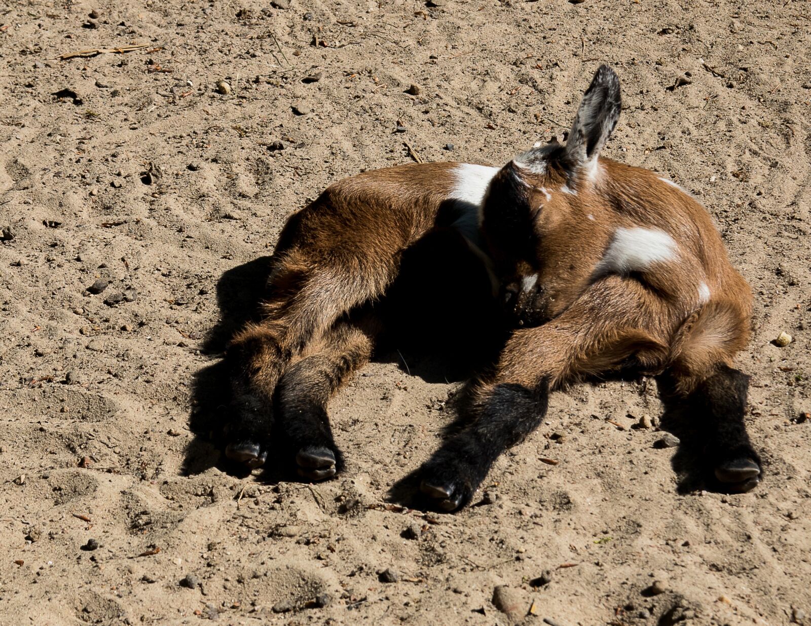 Canon EOS 80D sample photo. Goat, young animal, animal photography
