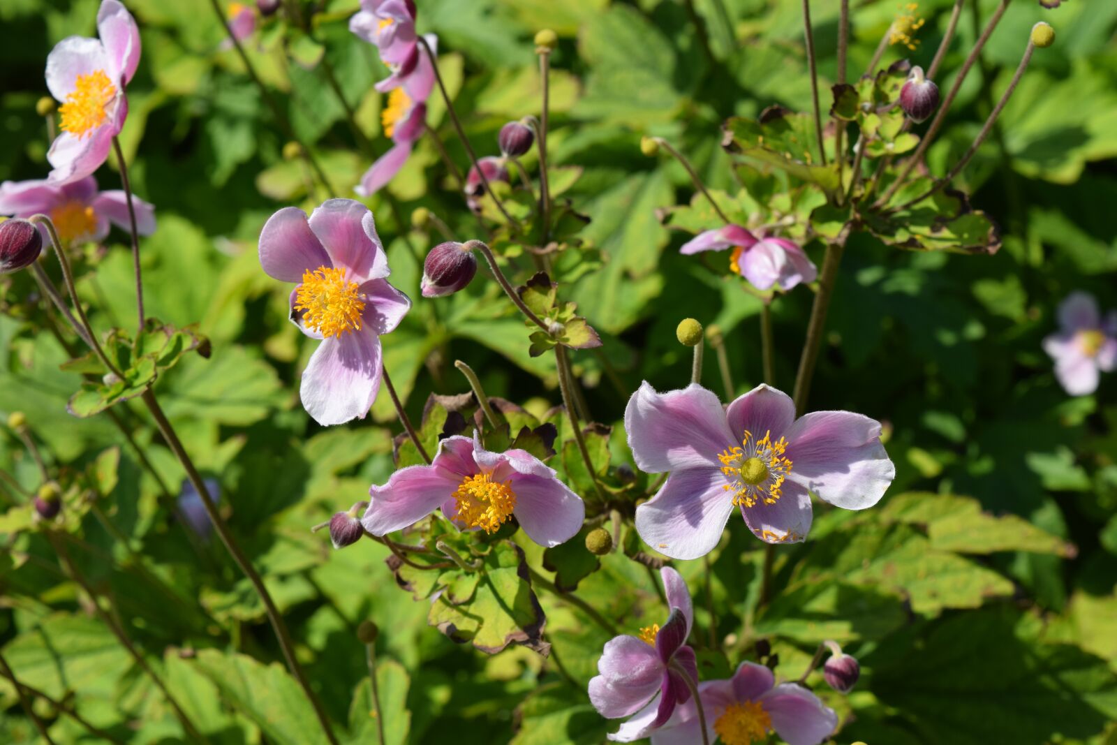 Nikon D5300 sample photo. Primrose, pink, flowers photography