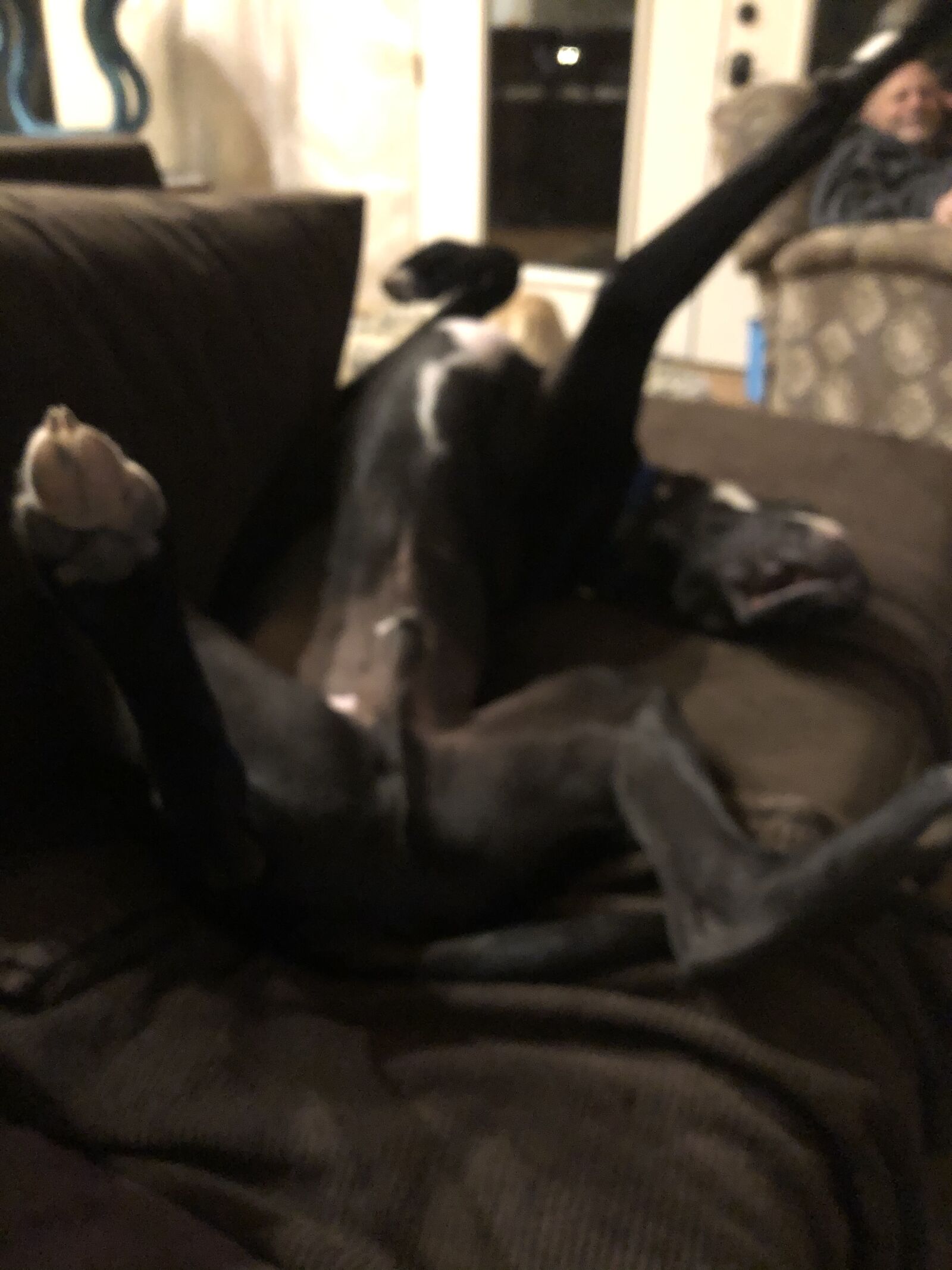 iPhone X back dual camera 4mm f/1.8 sample photo. Dog asleep upside down photography