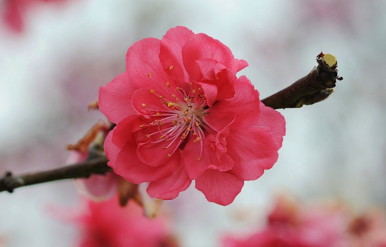Nikon D3 sample photo. Cherry, blossom, flower photography