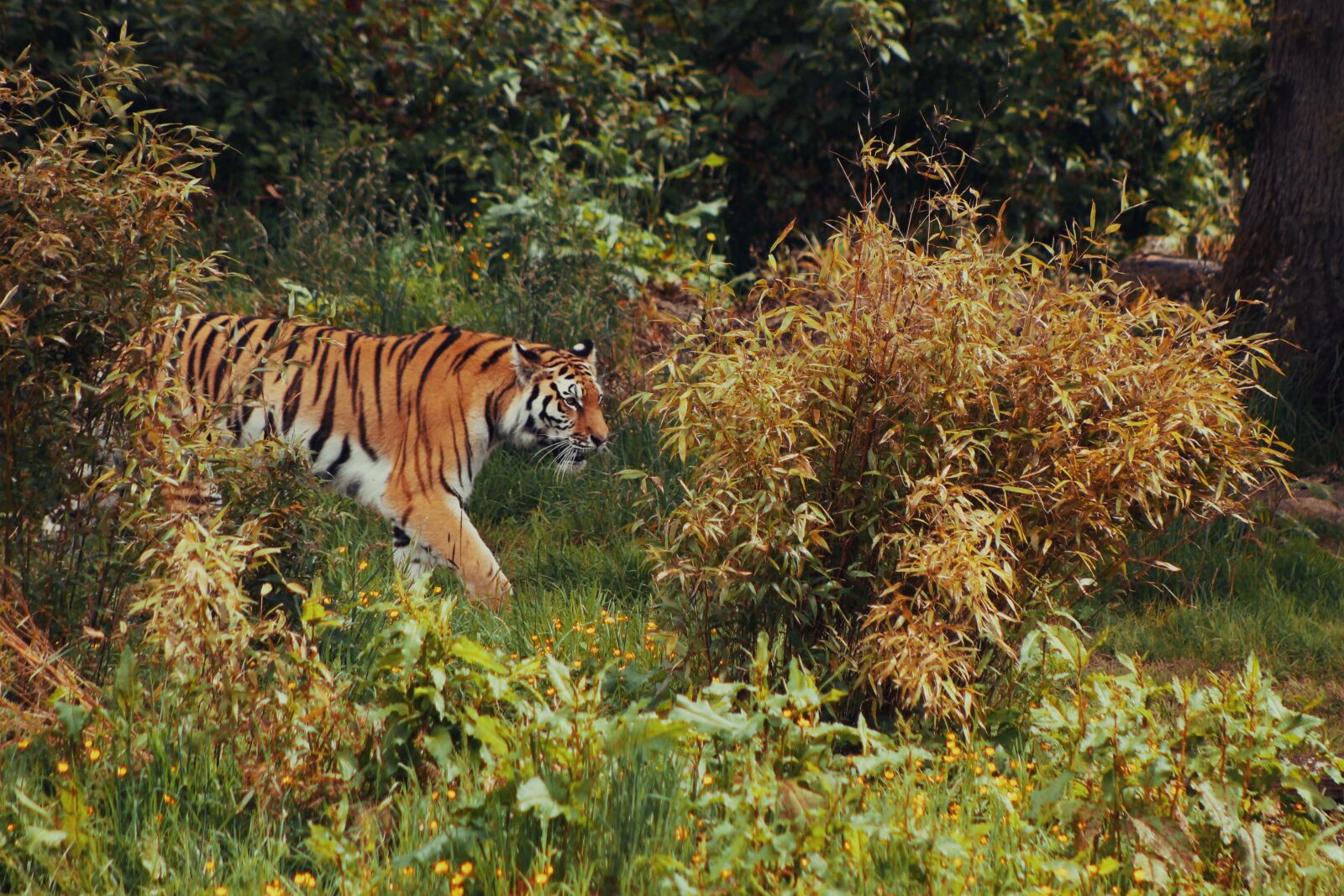 Canon EOS 1100D (EOS Rebel T3 / EOS Kiss X50) sample photo. Tiger, big cat, cat photography
