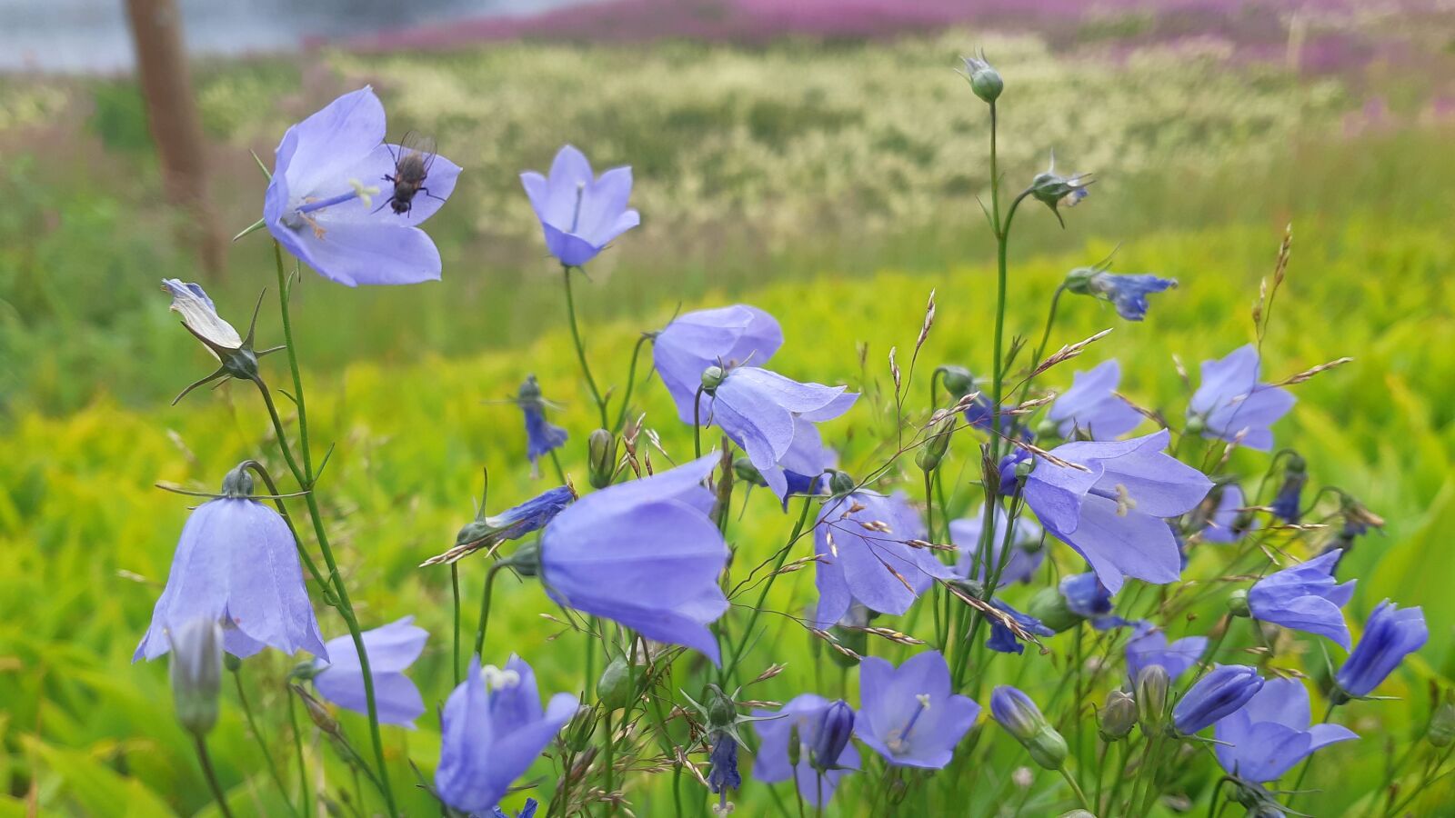 Samsung Galaxy A8(2018) sample photo. Blue bells, flowers, fly photography