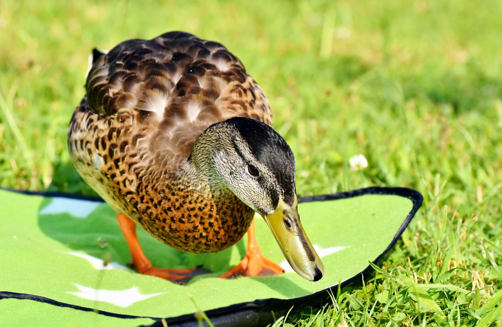 Nikon D7200 sample photo. Duck, water bird, duck photography
