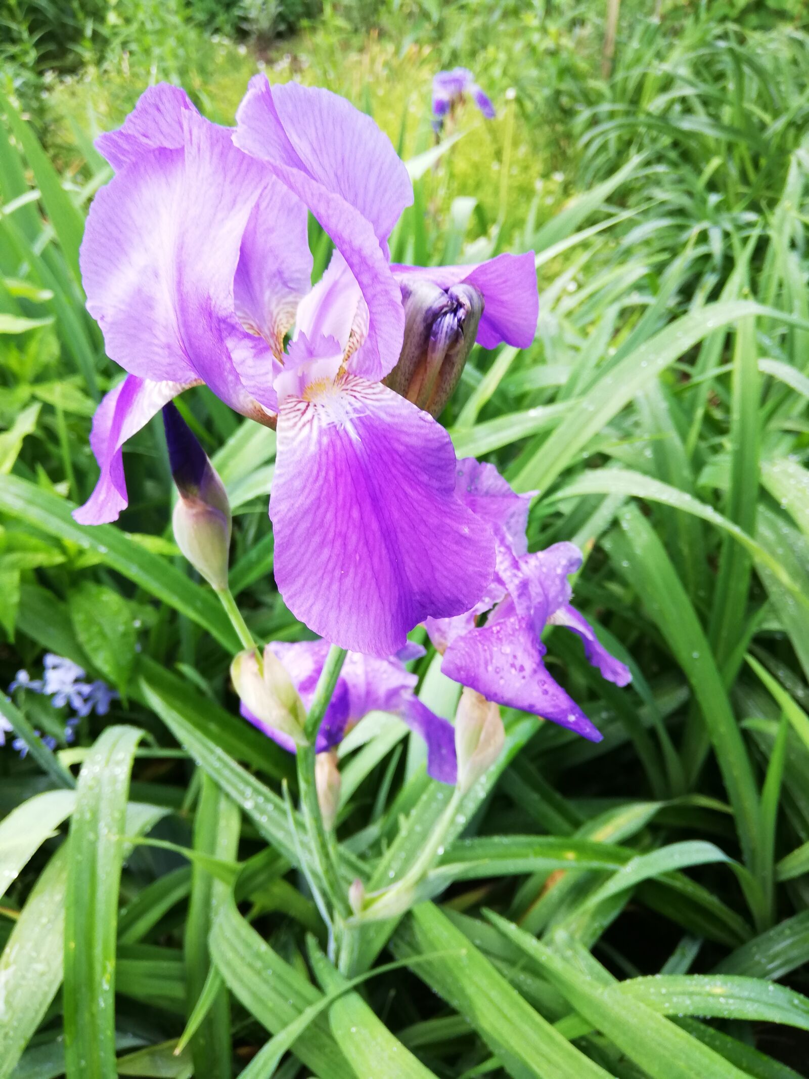 HUAWEI P20 lite sample photo. Iris, flowers, nature photography