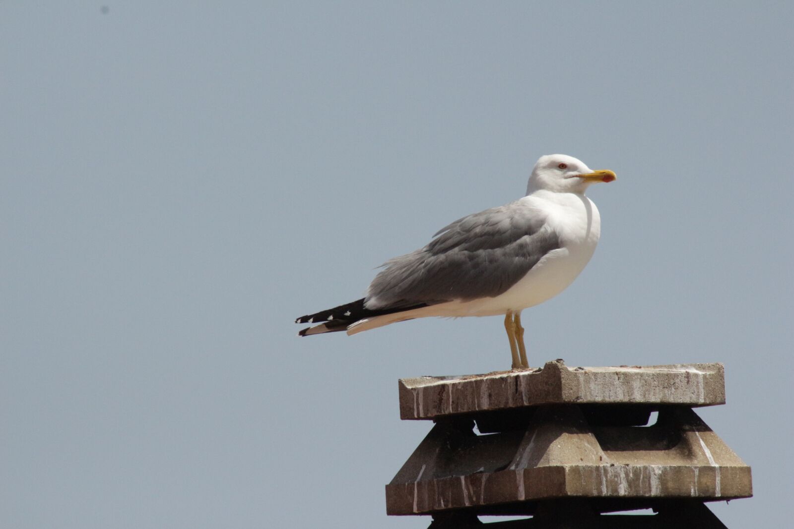 Canon EOS 650D (EOS Rebel T4i / EOS Kiss X6i) sample photo. Seagull, sardinia, meditation photography
