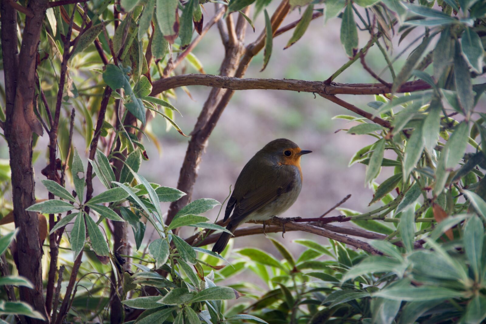 Nikon D7100 sample photo. Bird, robin, bush photography