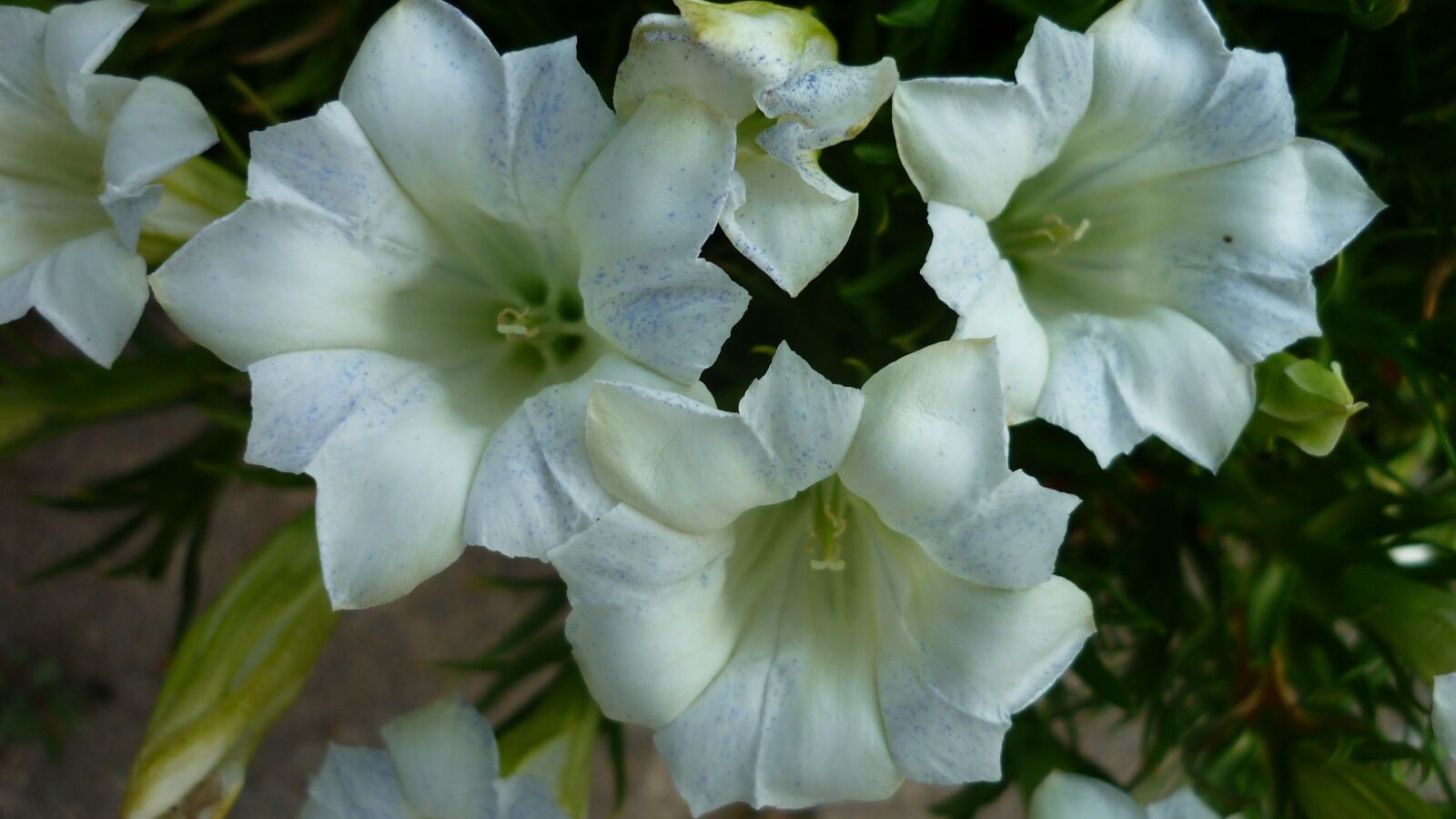 Panasonic Lumix DMC-FS6 sample photo. Gentian, flower, white photography