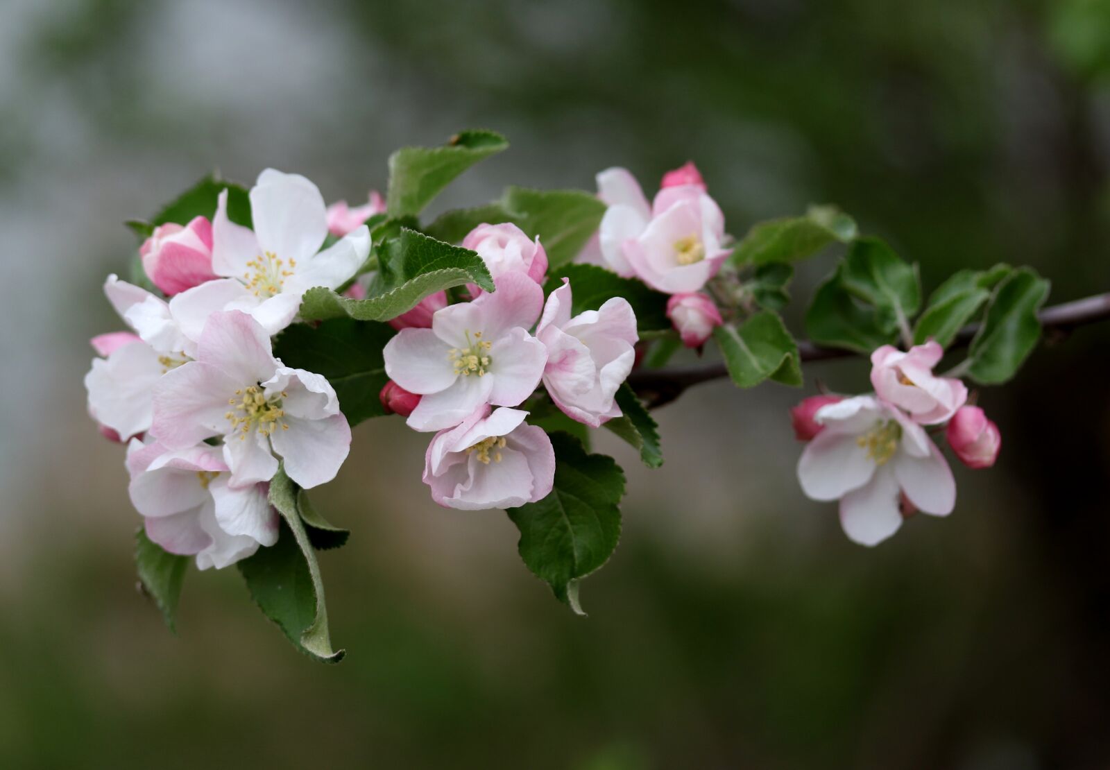Canon EF-S 60mm F2.8 Macro USM sample photo. Flowers, pink, casey photography