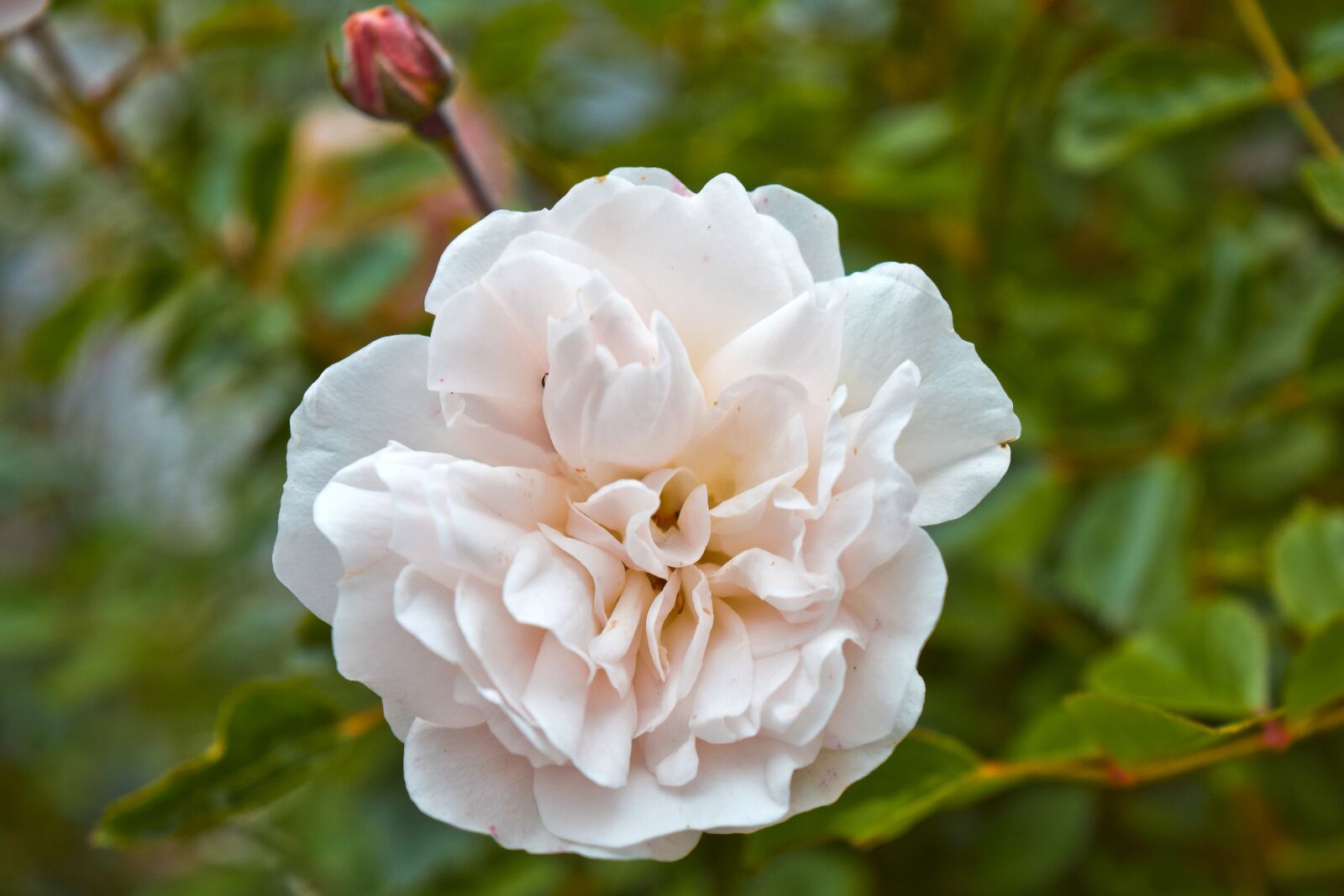 Nikon D3300 sample photo. Flowers, roses, provence-rose photography