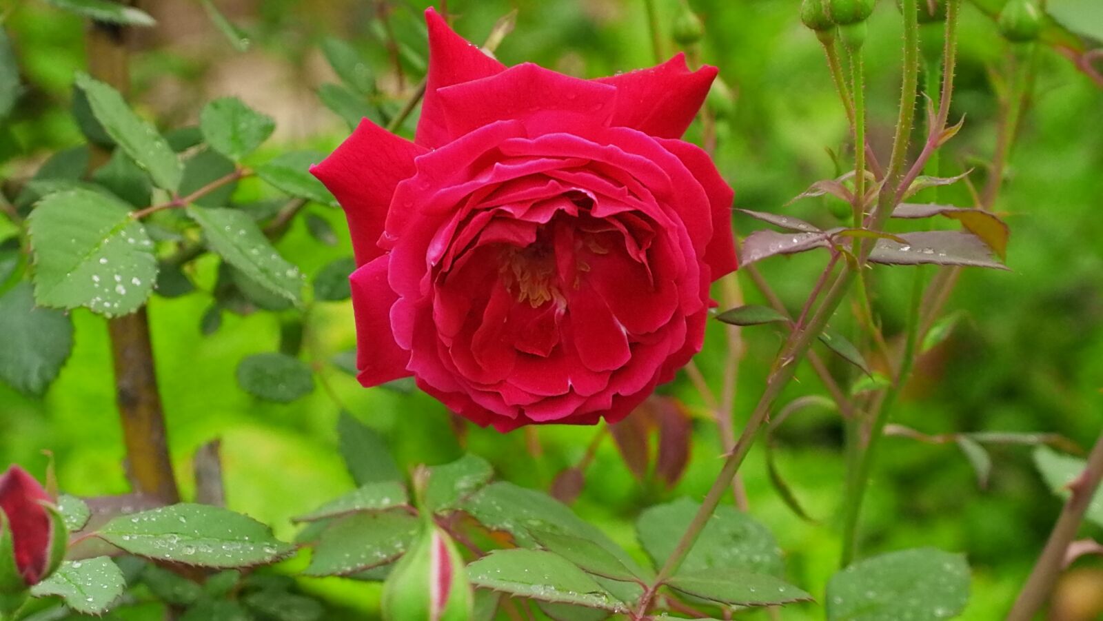 YI TECHNOLOGY M1 sample photo. Red rose, red flower photography