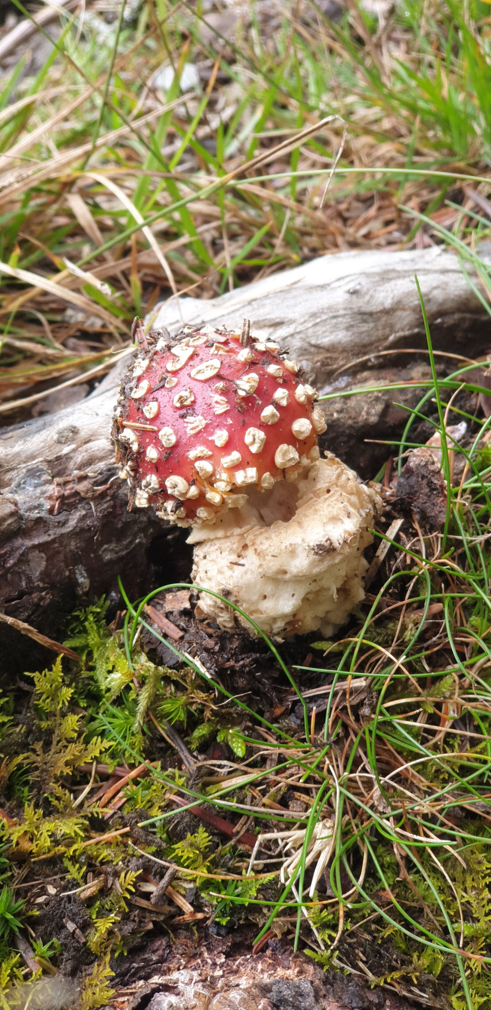 Samsung Galaxy S9+ sample photo. Fly agaric, mushroom, forest photography