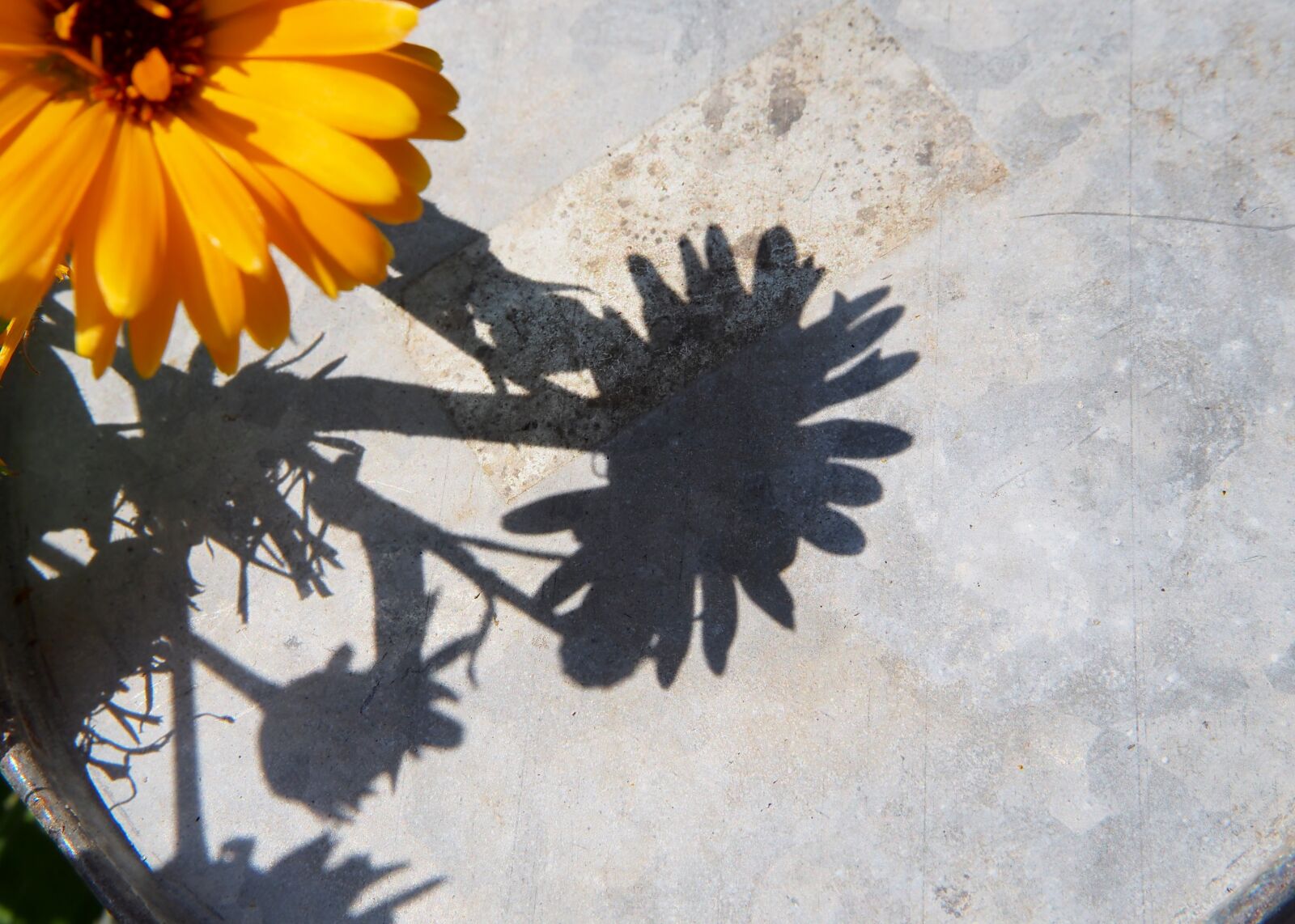 Olympus OM-D E-M10 sample photo. Marigold, yellow flower, flower photography