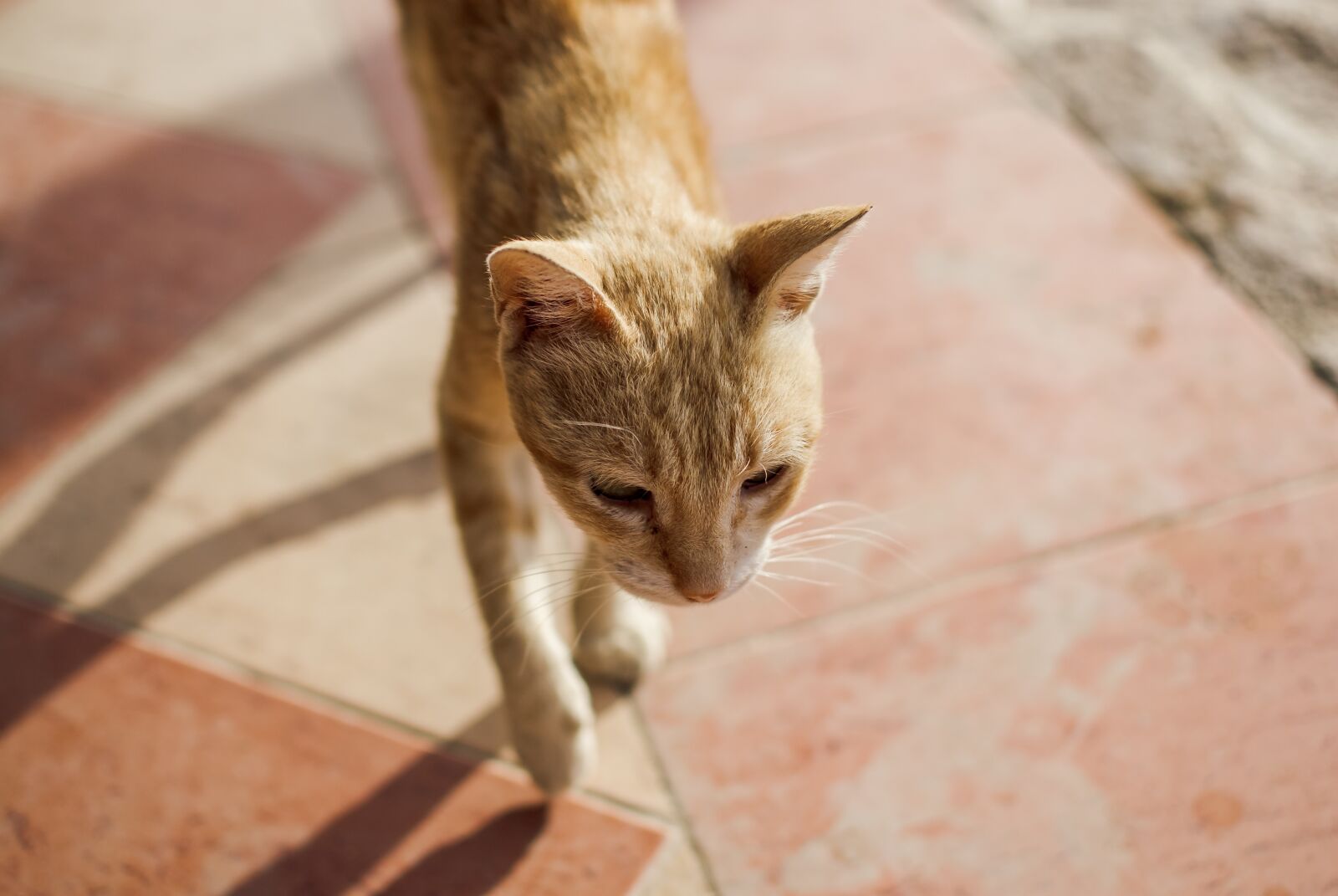 Nikon D200 sample photo. Cat, rudy, animal photography