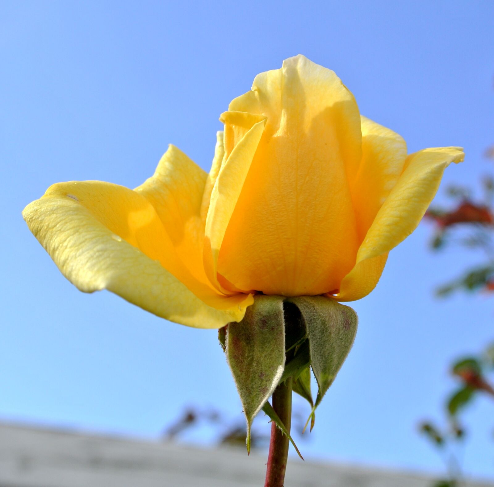 Nikon 1 Nikkor VR 10-30mm F3.5-5.6 sample photo. Rose, yellow, flower photography
