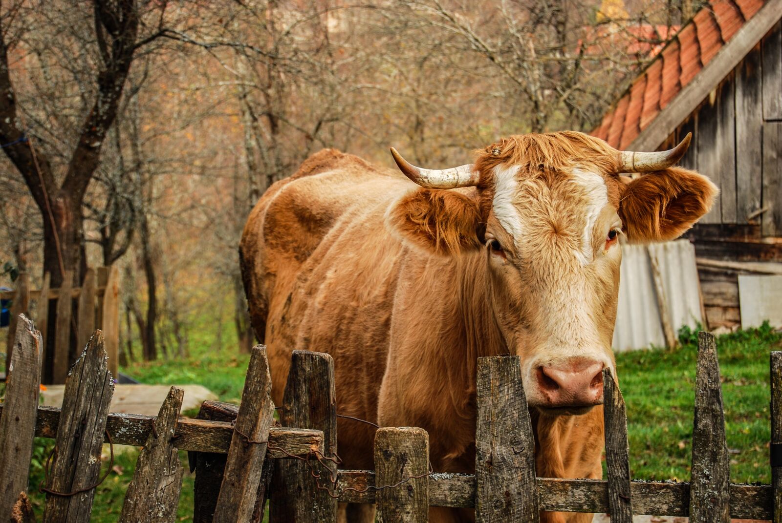 Nikon D60 sample photo. Cow, horns, animal photography