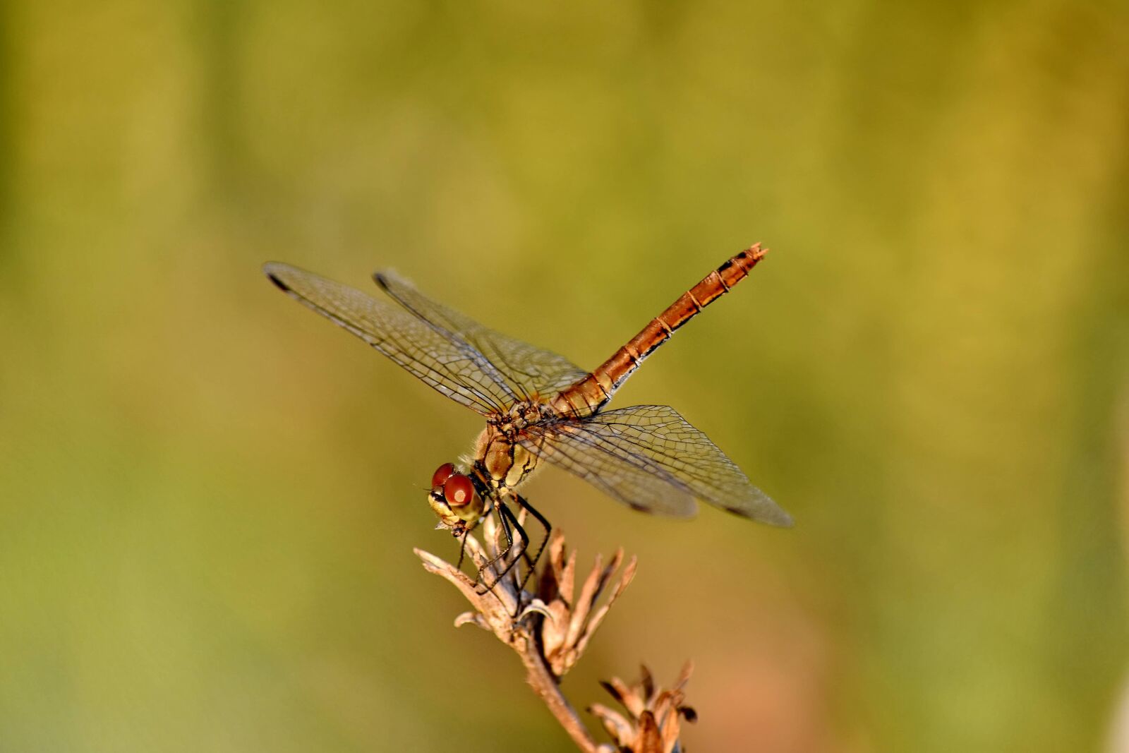 Nikon D5500 sample photo. Dragonfly, head, legs, metamorphosis photography