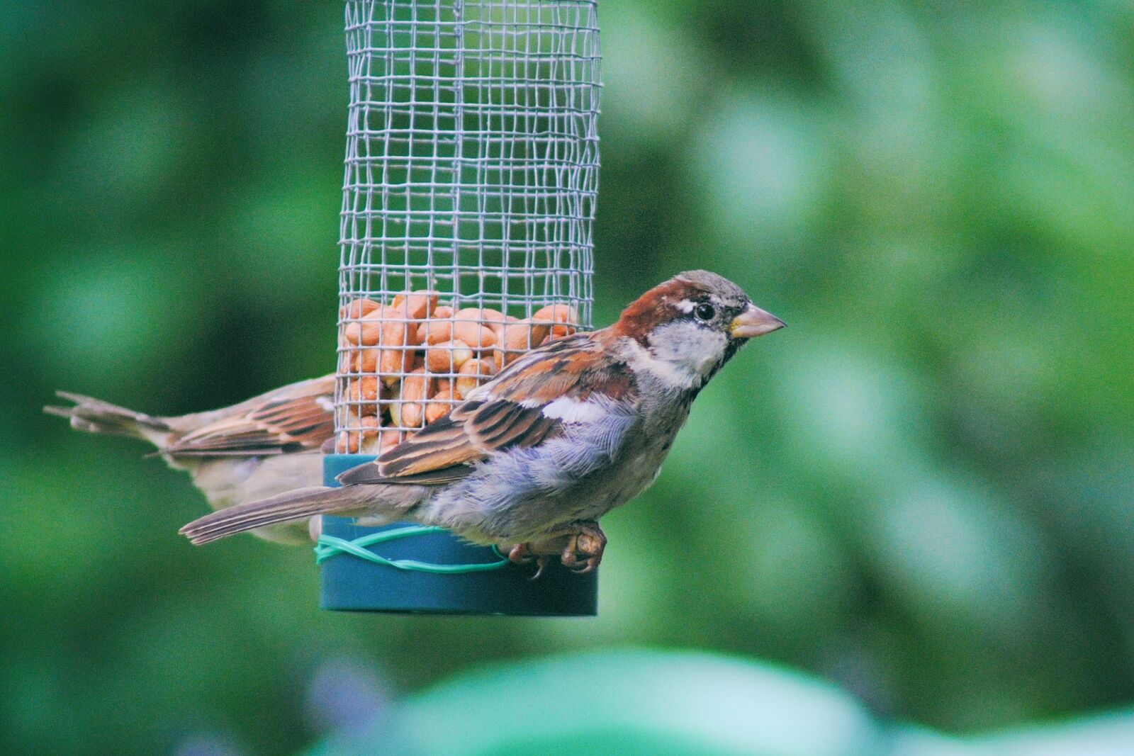 Nikon D3000 sample photo. Sparrow, sperling, house sparrow photography