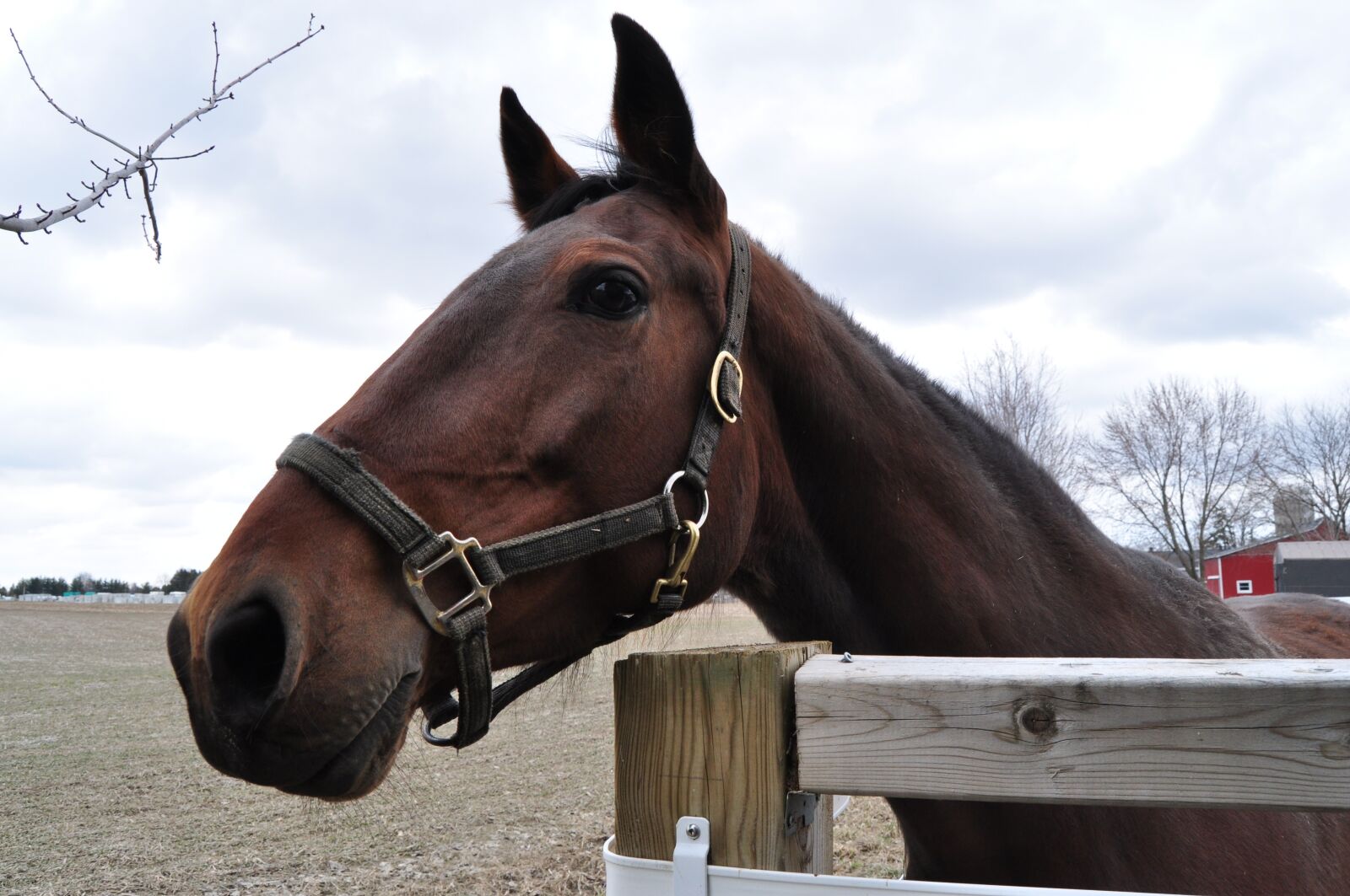 Nikon D5000 sample photo. Horse, fence, farm photography
