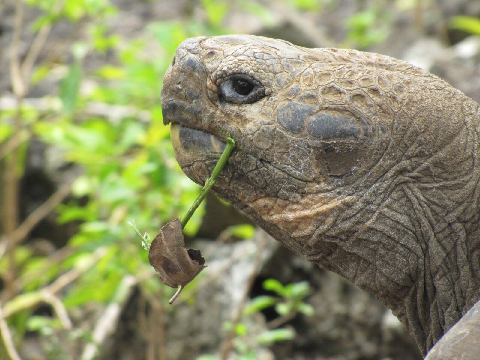Canon PowerShot SX20 IS sample photo. Galapagos turtle, giant turtle photography
