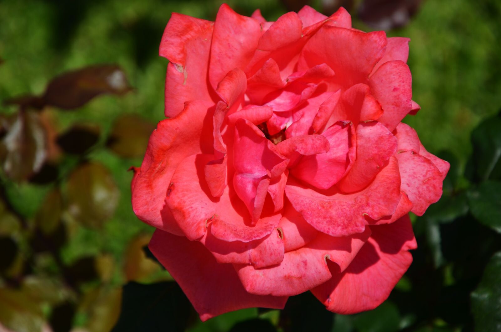 Nikon D7000 sample photo. Rose, flower, spring photography