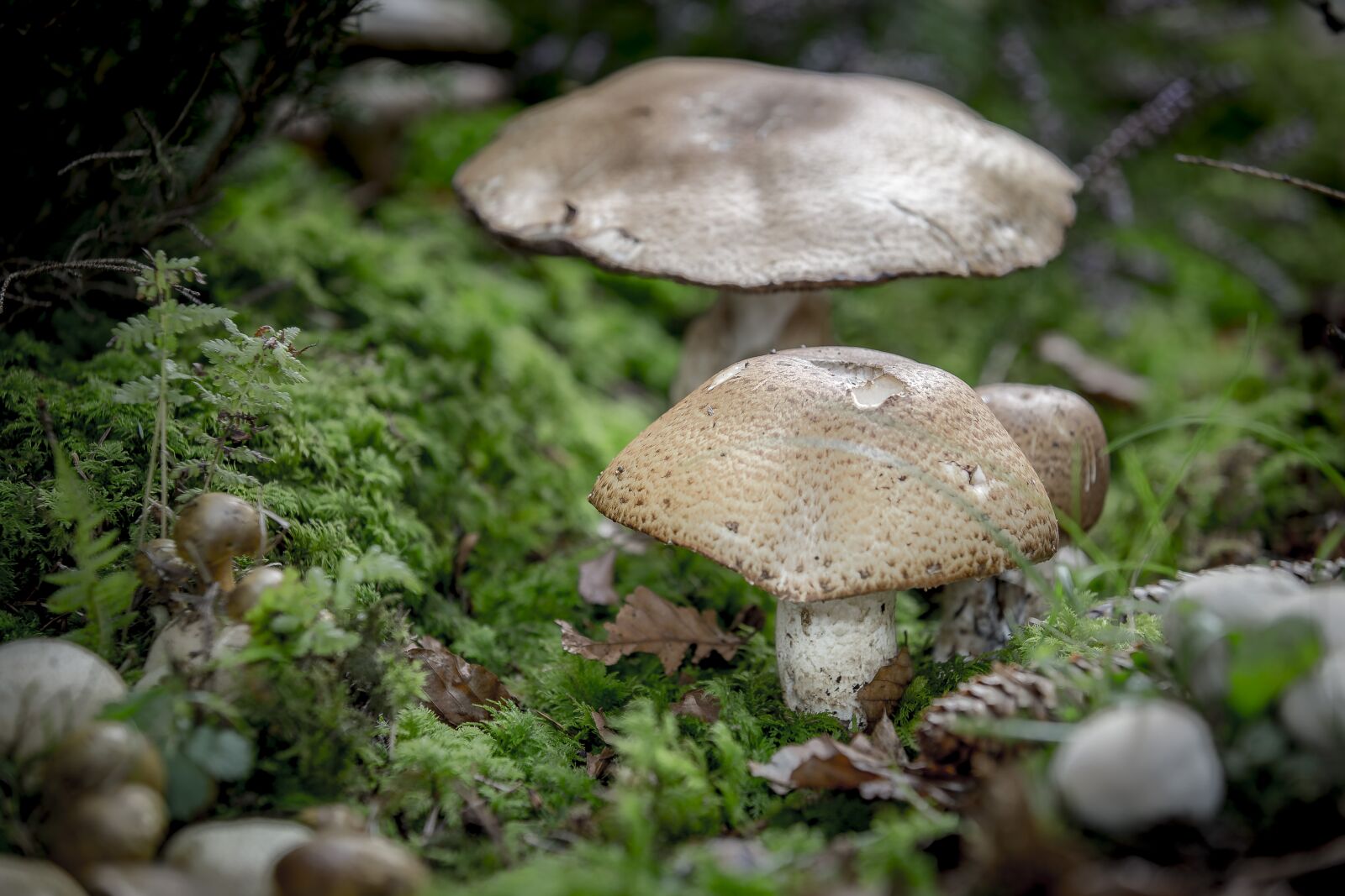 Canon EOS 6D sample photo. Mushroom, disc fungus, giant photography