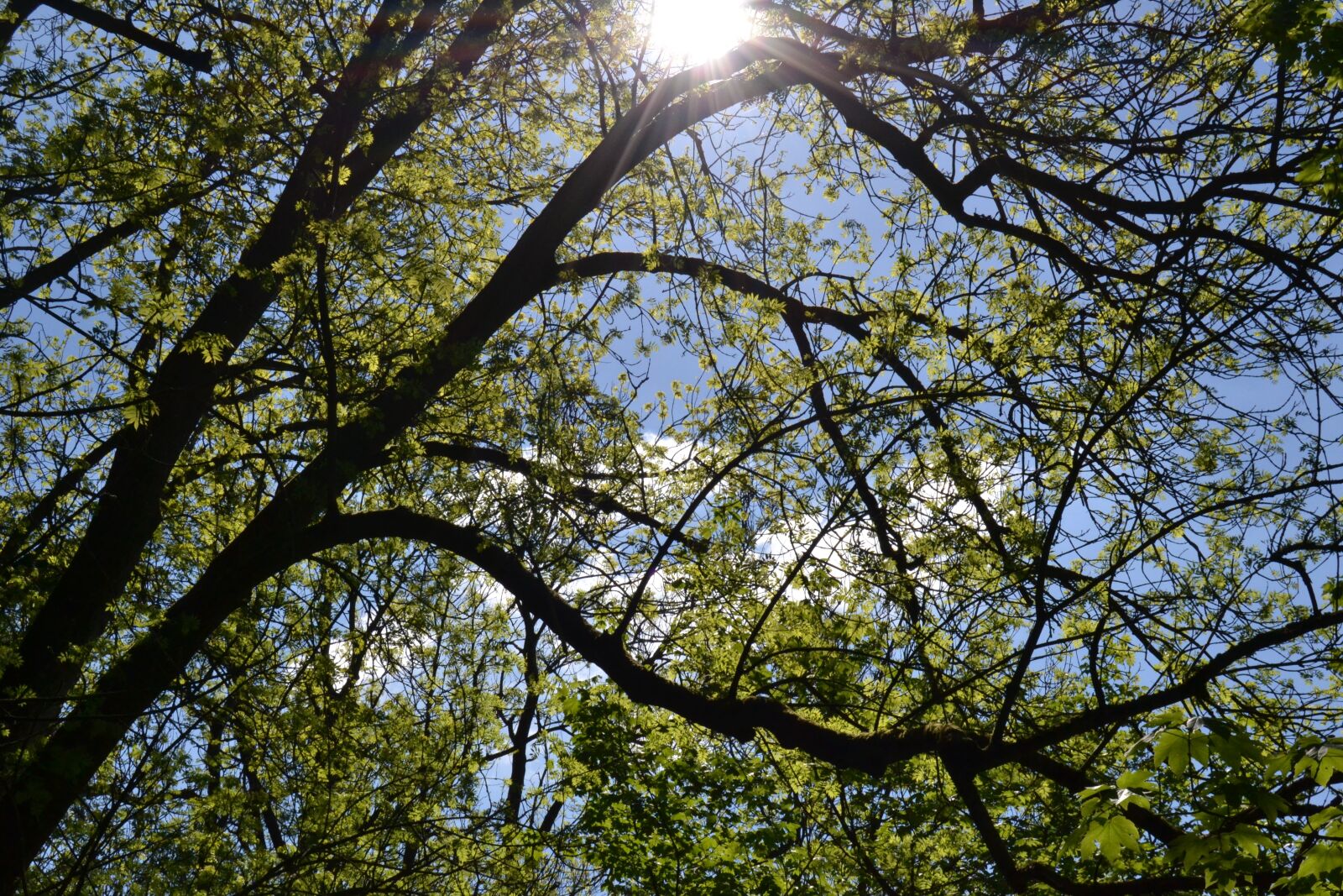 Nikon D3100 sample photo. Tree, wood, nature photography