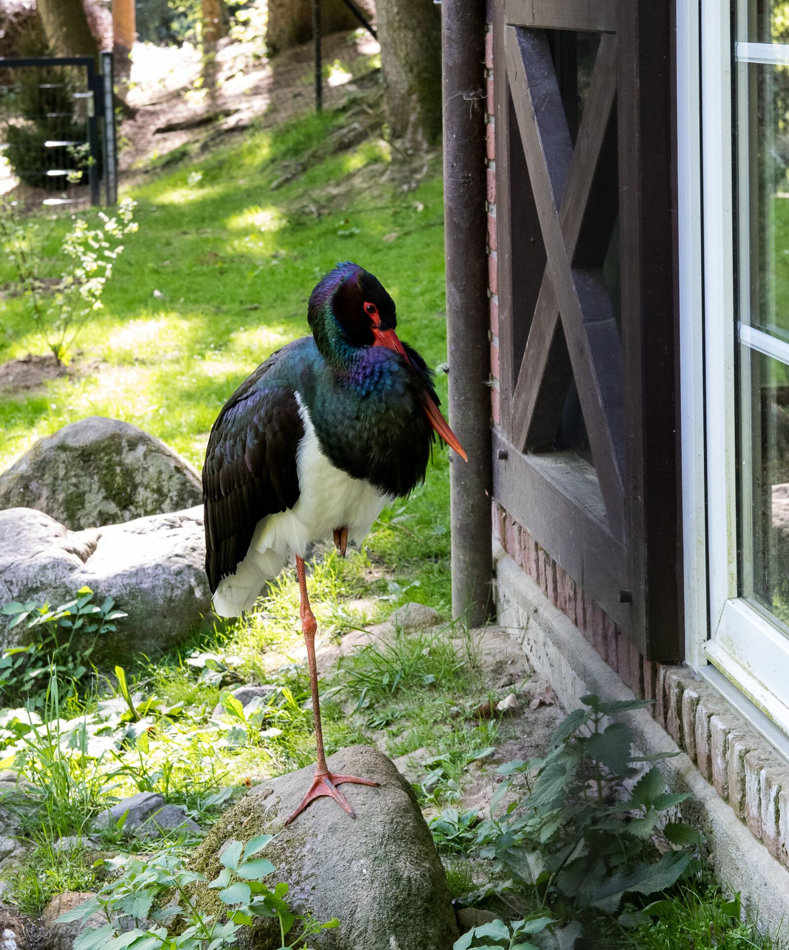 Canon EOS 80D sample photo. Black stork, stork, bird photography