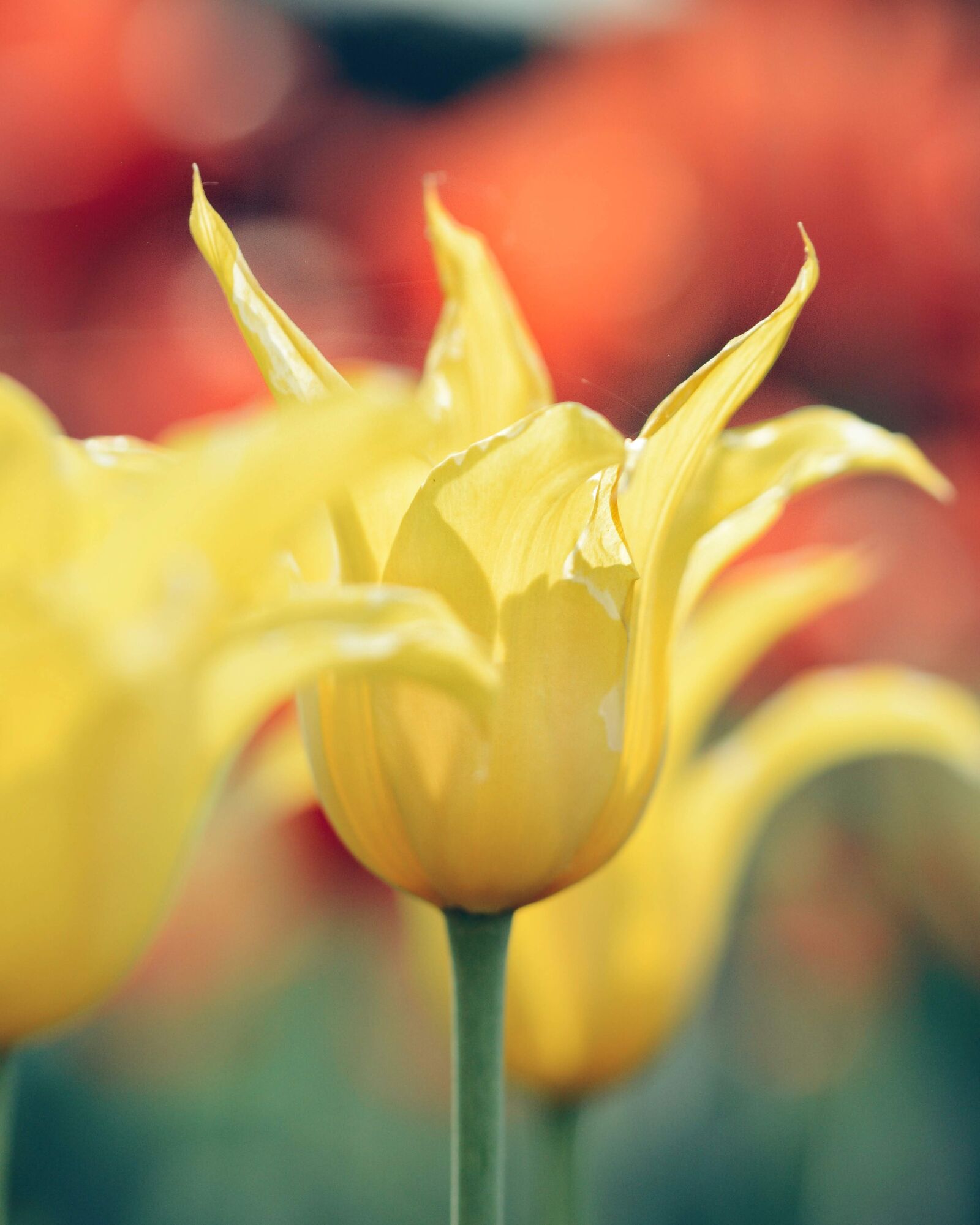 Nikon D5200 sample photo. Tulip, spring, bokeh photography