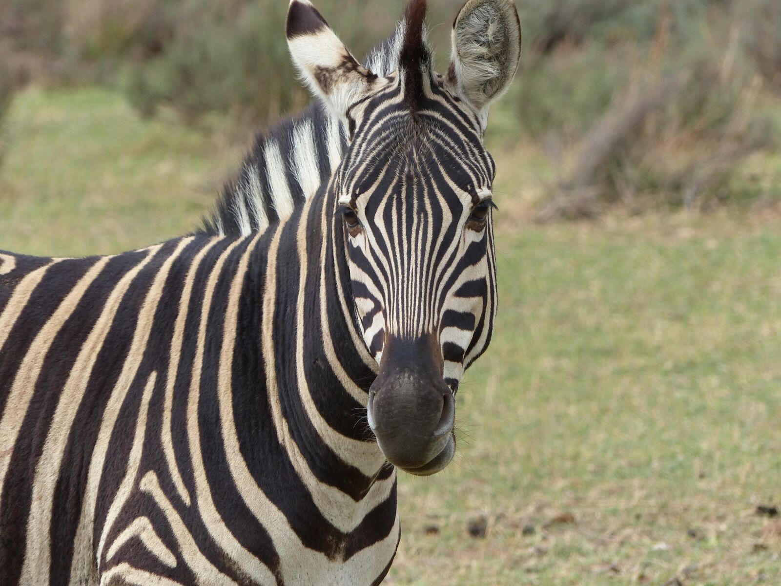 Panasonic Lumix DMC-FZ200 sample photo. Zebra, looking, head photography