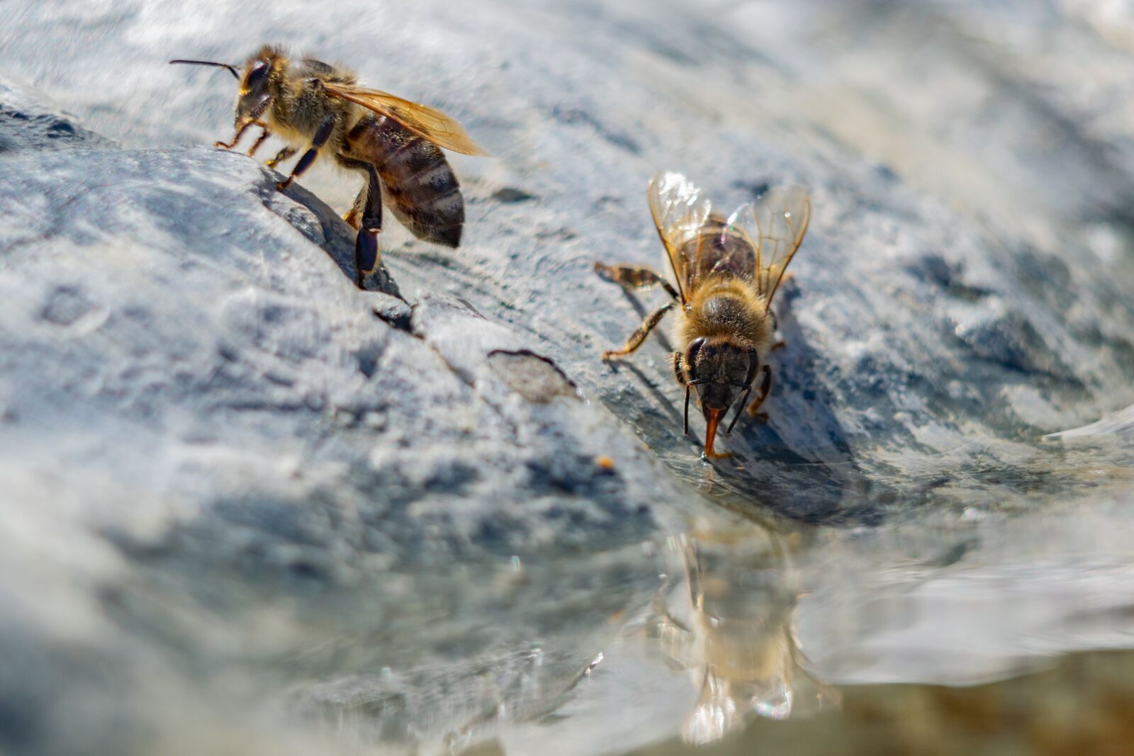 Nikon D3300 sample photo. Bee, water, macro photography