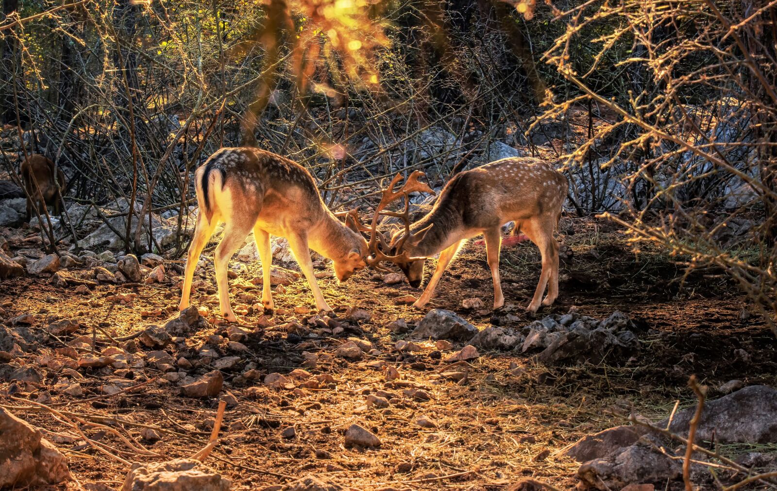 Tamron SP 24-70mm F2.8 Di VC USD sample photo. Animal, deer, nature photography