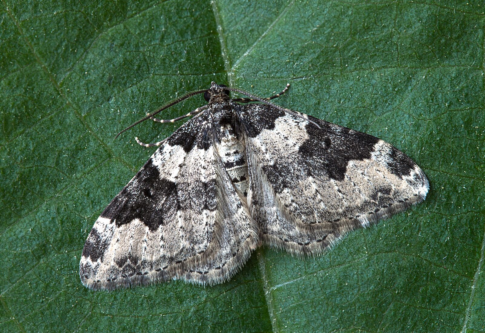 Canon EOS 500D (EOS Rebel T1i / EOS Kiss X3) sample photo. Moth, macro, insect photography
