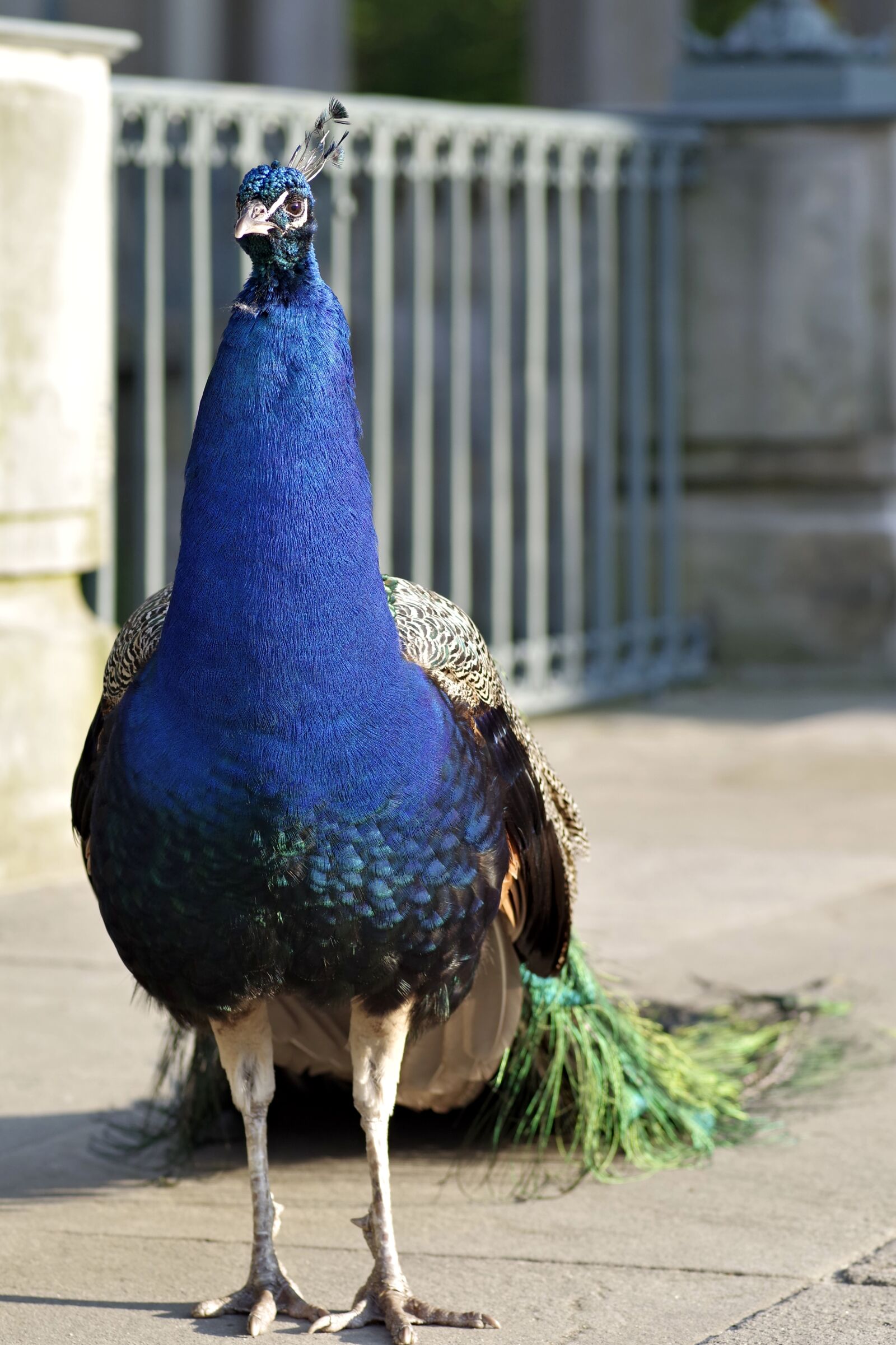 Pentax K-S2 sample photo. Peacock, bird, park tail photography